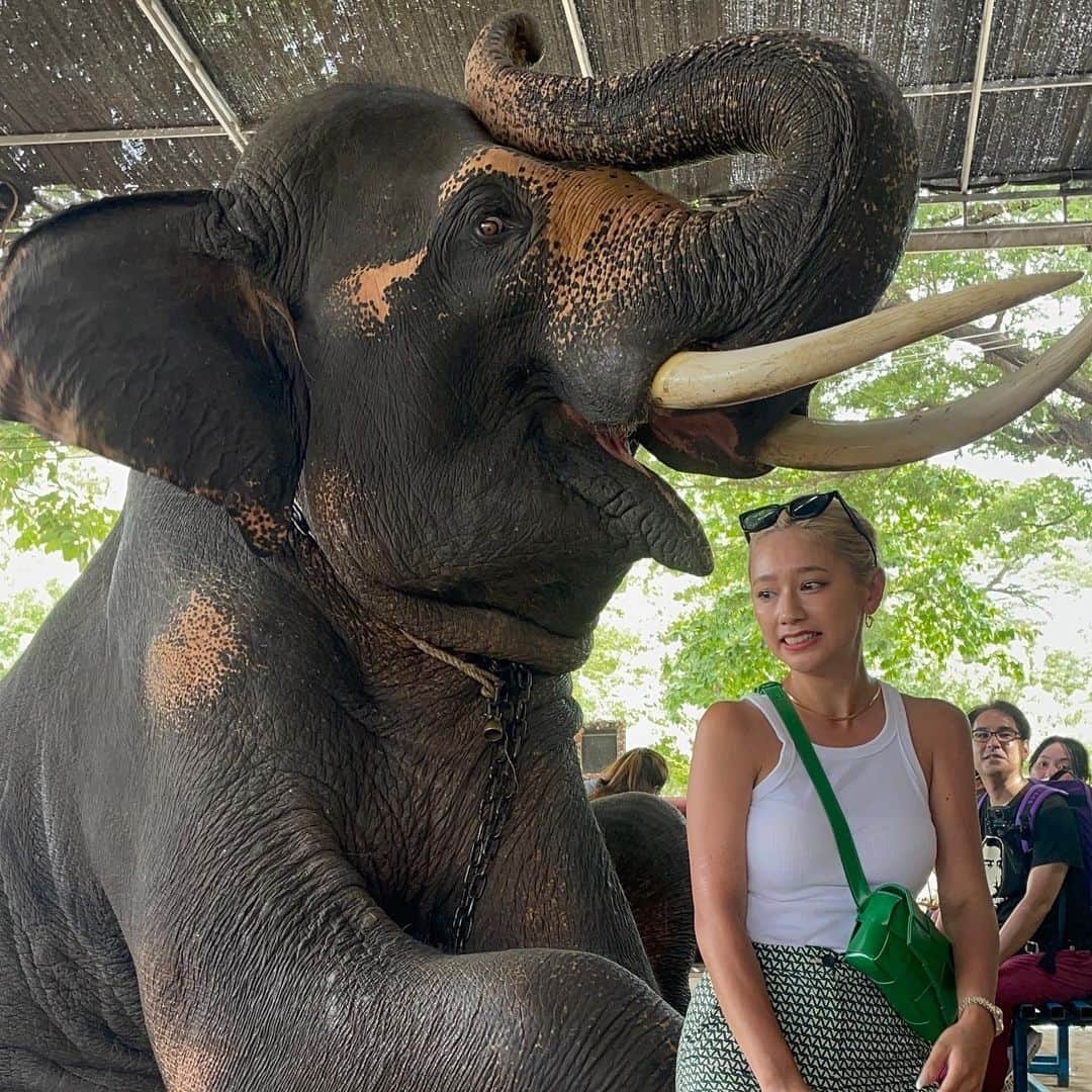 椿彩加さんのインスタグラム写真 - (椿彩加Instagram)「おっぱぉ〜ん🐘🇹🇭 タイ名物ぞうさんに乗ってきたゾウ 写真撮れるよって言われて撮ったんだけど お鼻巻かれるの聞いてないゾゥ？ 白い服ゾウ汁まみれになった😇 いい思い出〜📷  #喜怒哀楽 #表情の移り変わりどうぞご覧くださぁ〜い #笑いすぎて #顎関節症 #治るかと思った #タイ #ゾウさん #この子かわいい #ちゃんとこっち見てる #途中白目になってんで #ダンボ #thailand #🇹🇭」8月4日 9時11分 - ayaka_tsubaki23