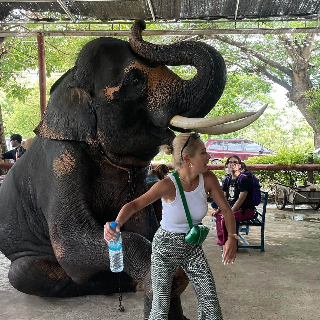 椿彩加さんのインスタグラム写真 - (椿彩加Instagram)「おっぱぉ〜ん🐘🇹🇭 タイ名物ぞうさんに乗ってきたゾウ 写真撮れるよって言われて撮ったんだけど お鼻巻かれるの聞いてないゾゥ？ 白い服ゾウ汁まみれになった😇 いい思い出〜📷  #喜怒哀楽 #表情の移り変わりどうぞご覧くださぁ〜い #笑いすぎて #顎関節症 #治るかと思った #タイ #ゾウさん #この子かわいい #ちゃんとこっち見てる #途中白目になってんで #ダンボ #thailand #🇹🇭」8月4日 9時11分 - ayaka_tsubaki23