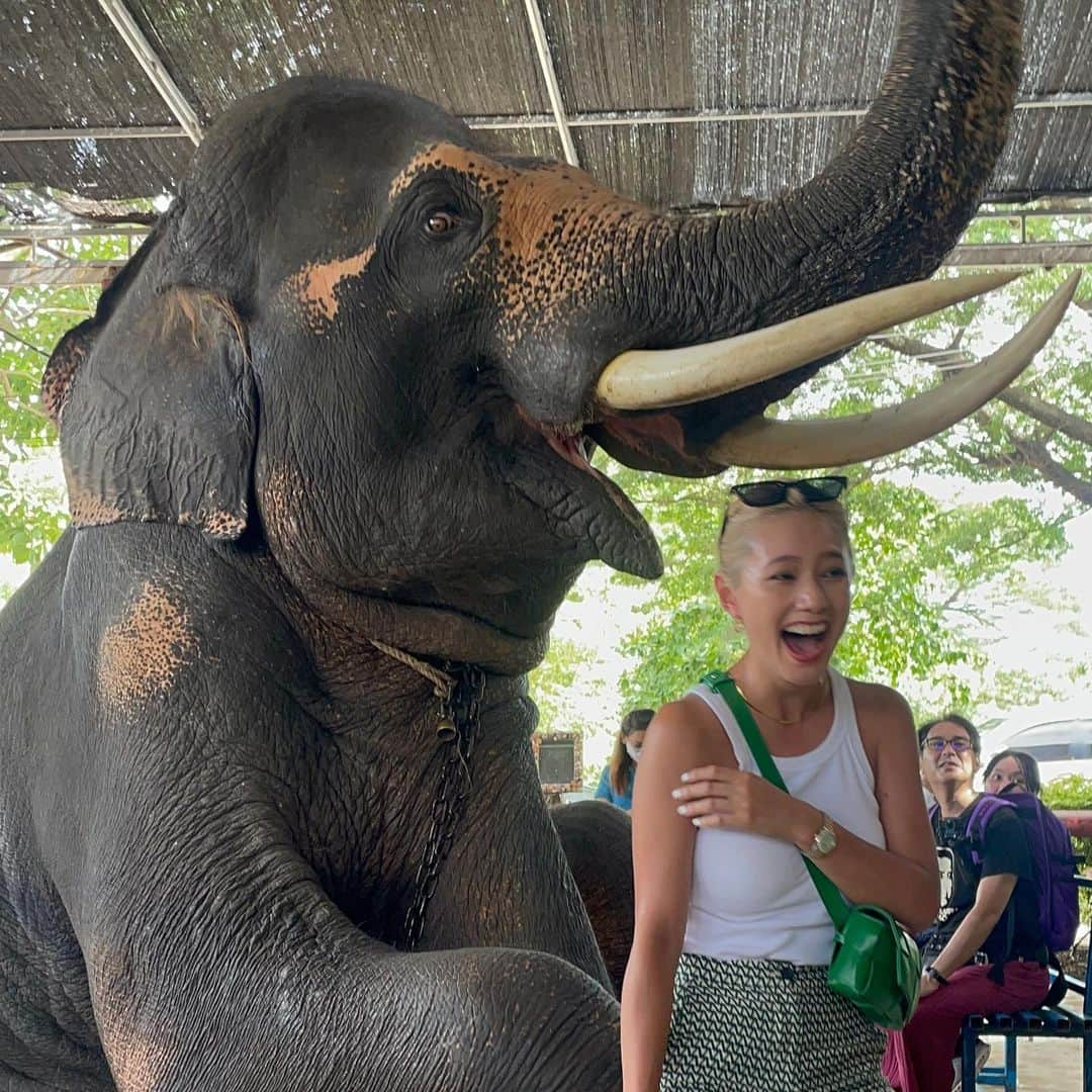 椿彩加さんのインスタグラム写真 - (椿彩加Instagram)「おっぱぉ〜ん🐘🇹🇭 タイ名物ぞうさんに乗ってきたゾウ 写真撮れるよって言われて撮ったんだけど お鼻巻かれるの聞いてないゾゥ？ 白い服ゾウ汁まみれになった😇 いい思い出〜📷  #喜怒哀楽 #表情の移り変わりどうぞご覧くださぁ〜い #笑いすぎて #顎関節症 #治るかと思った #タイ #ゾウさん #この子かわいい #ちゃんとこっち見てる #途中白目になってんで #ダンボ #thailand #🇹🇭」8月4日 9時11分 - ayaka_tsubaki23