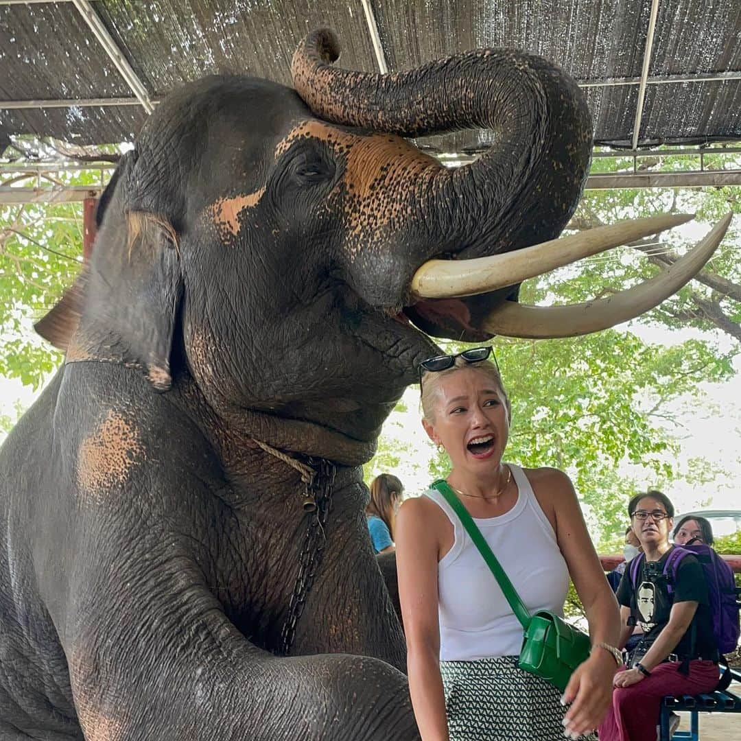 椿彩加さんのインスタグラム写真 - (椿彩加Instagram)「おっぱぉ〜ん🐘🇹🇭 タイ名物ぞうさんに乗ってきたゾウ 写真撮れるよって言われて撮ったんだけど お鼻巻かれるの聞いてないゾゥ？ 白い服ゾウ汁まみれになった😇 いい思い出〜📷  #喜怒哀楽 #表情の移り変わりどうぞご覧くださぁ〜い #笑いすぎて #顎関節症 #治るかと思った #タイ #ゾウさん #この子かわいい #ちゃんとこっち見てる #途中白目になってんで #ダンボ #thailand #🇹🇭」8月4日 9時11分 - ayaka_tsubaki23