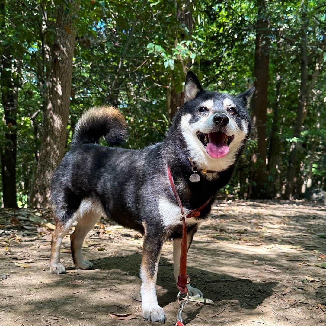 vo_coのインスタグラム：「🐾 昨日より3日間、埼玉犬 実家から10分クルマを走らせたら森みたいな公園あるのありがたやー」
