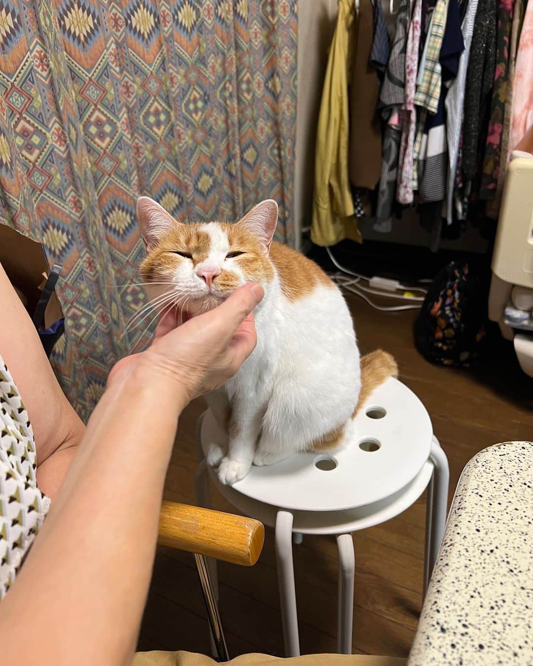 Kachimo Yoshimatsuさんのインスタグラム写真 - (Kachimo YoshimatsuInstagram)「愛でる。  #うちの猫ら #oinari #猫 #ねこ #ニャンスタグラム #にゃんすたぐらむ #ねこのきもち #cat #ネコ #catstagram #ネコ部 http://kachimo.exblog.jp」8月4日 10時15分 - kachimo