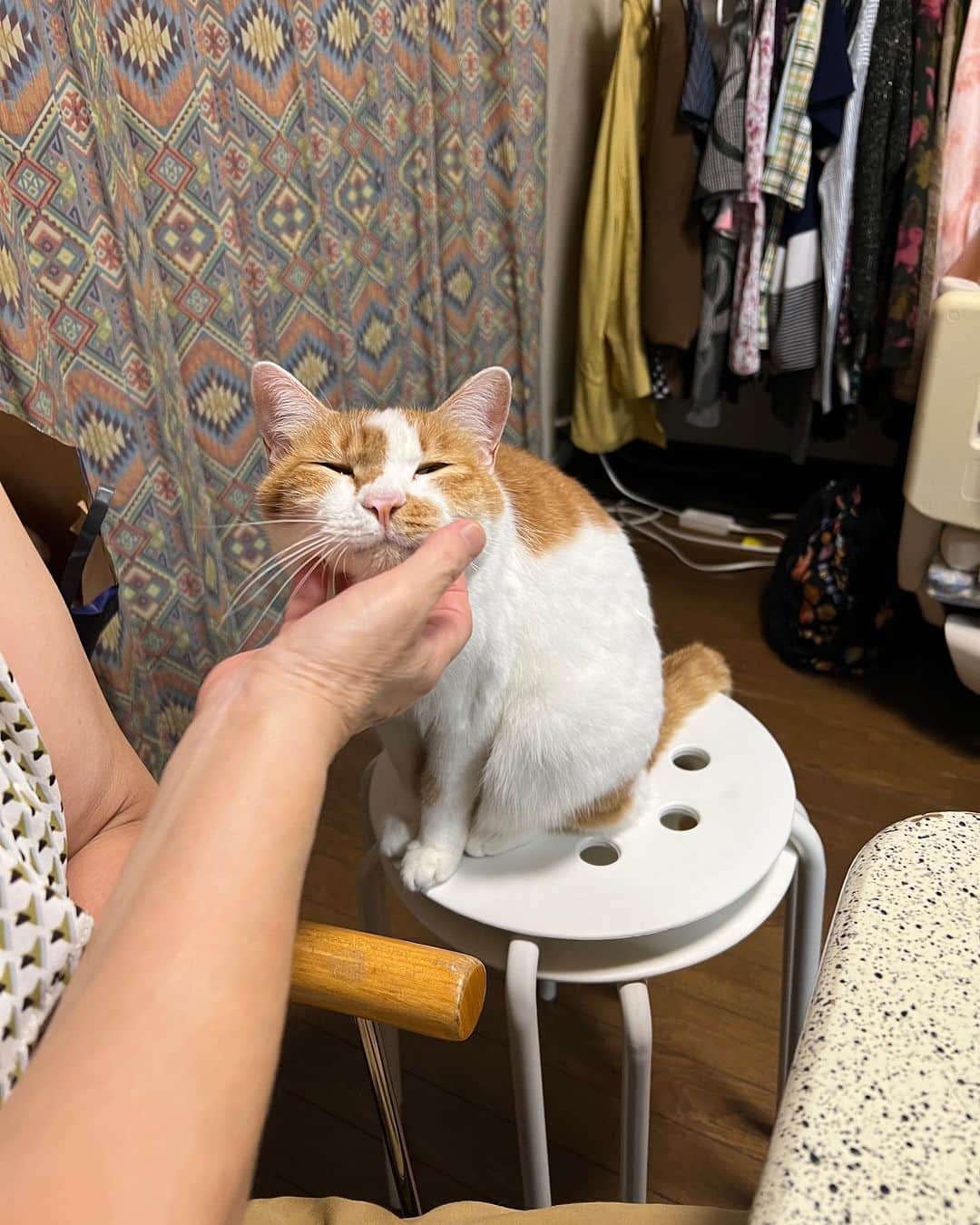 のインスタグラム：「愛でる。  #うちの猫ら #oinari #猫 #ねこ #ニャンスタグラム #にゃんすたぐらむ #ねこのきもち #cat #ネコ #catstagram #ネコ部 http://kachimo.exblog.jp」