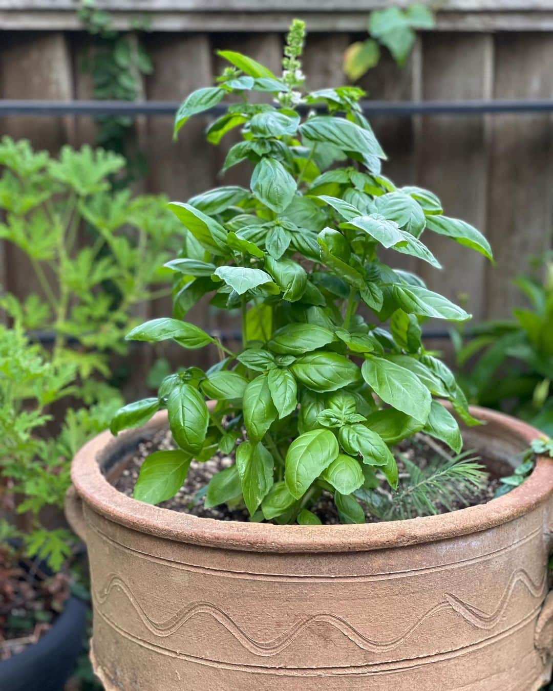 ペストと松の実を添えたズッキーニヌードルのレシピ