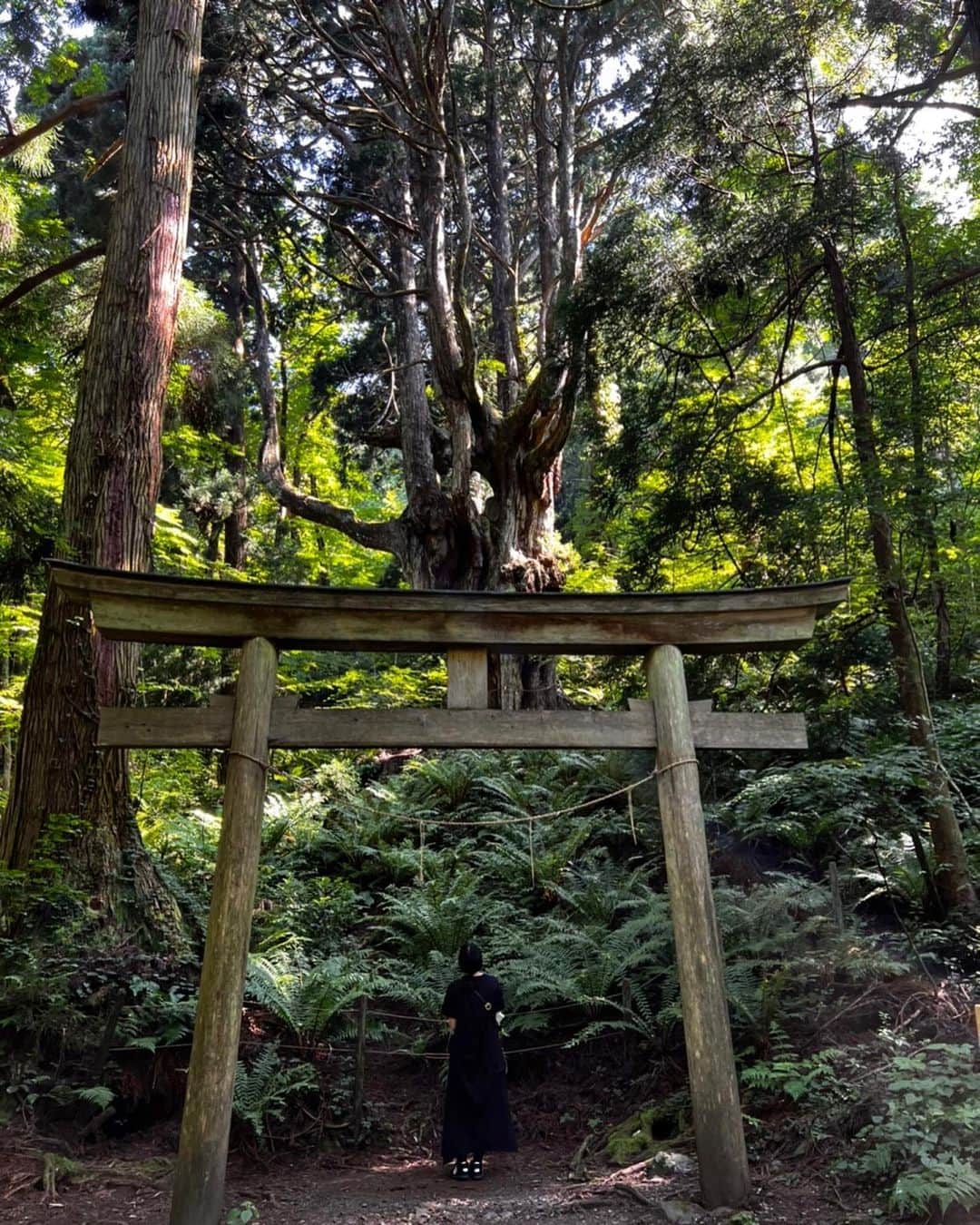 田中瞳さんのインスタグラム写真 - (田中瞳Instagram)「. 凄まじいサイズの自然が突如現れるたびに脳内で銅鑼が鳴ります。この鳥居をくぐった瞬間空気がヒュッと冷たくなる。ここに行かれた皆さんそうでしょうか？  #島旅」8月4日 11時17分 - hitomi_tanaka_9