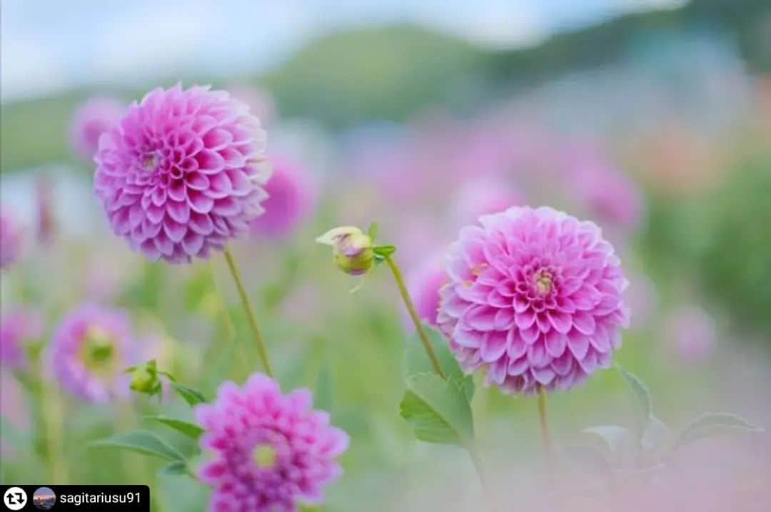 兵庫県のインスタグラム：「兵庫県公式インスタグラム『love_hyogo』です。  love_hyogoでは皆さんが #lovehyogo のハッシュタグをつけて投稿していただいた写真を紹介させていただきます。  本日のピックアップは ＠sagitariusu91 さんのお写真です👑 ハッシュタグをつけての投稿ありがとうございます🙏🏻  こちらは、宝塚市にある宝塚ダリア園のダリアの花のお写真です📷✨  宝塚ダリア園は、宝塚市北部の上佐曽利（かみさそり）地区で90年以上ダリア球根を栽培しています。 ダリアの花は夏と秋の年2回咲き、その時期に一般公開されています。 園では、約300種10万本ものダリアの花を鑑賞することができます。 また、ダリアの花摘みを楽しむことができるそうです😊  「華麗」、「優雅」という花言葉のとおり、ダリアの花は華やかさもあり、上品で存在感がありますね✨  一般公開の時期について、令和5年度夏季は8月6日（日）まで開園予定でしたが、 猛暑の影響により7月30日（日）で終了しています🌡️😔 秋の開園は10月1日（日）からの予定だそうです。  兵庫にまつわる投稿は #lovehyogo のハッシュタグをお願いします👈  This is "love_hyogo", the official Instagram of Hyogo Prefecture. We will introduce photos posted by you with the hashtag #lovehyogo on love_hyogo.  Today's pick is a photo by ＠sagitariusu91 Thank you for posting with the hashtag!  Please use the hashtag #lovehyogo for Hyogo related posts!  #兵庫県#兵庫#hyogo #lovehyogo#love_hyogo #japan #photooftheday#followme #instagood #photography #宝塚市 #宝塚ダリア園 #ダリア #兵庫テロワール旅 #お出かけスポット #フォトジェニック #自慢したい兵庫の景色」