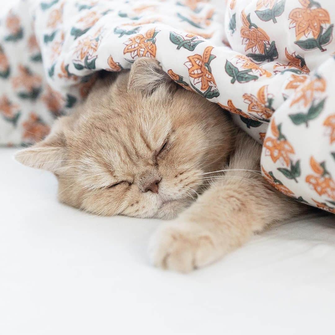 清水桜子さんのインスタグラム写真 - (清水桜子Instagram)「亜熱帯化した日本の夏。  ベッドカバーを掛けてる場合じゃないくらいの暑さに耐えきれず、良い寝具を探し続け、ようやく理想のお布団に巡り会えた！かもしれない。  このマリーゴールド柄のインドのキルティングのお布団、見た目も通気性も良くて、猫らもそれはそれは嬉しそう。今までの布団には寄り付いて来なかったのに！  これなら、布団とカバーを兼ねられてしまうのだ〜♡  手作業で染められた柄と、縫われた糸の温かみ、LOVE。  しかし、インドに行ってみたい気持ちがますます高まってしまう。 若いうちに…って思ってたけど、今からでも暑さと人混みに耐えられるかな。。  @toko.tokolotus #トコロータス」8月4日 11時47分 - sakuracos
