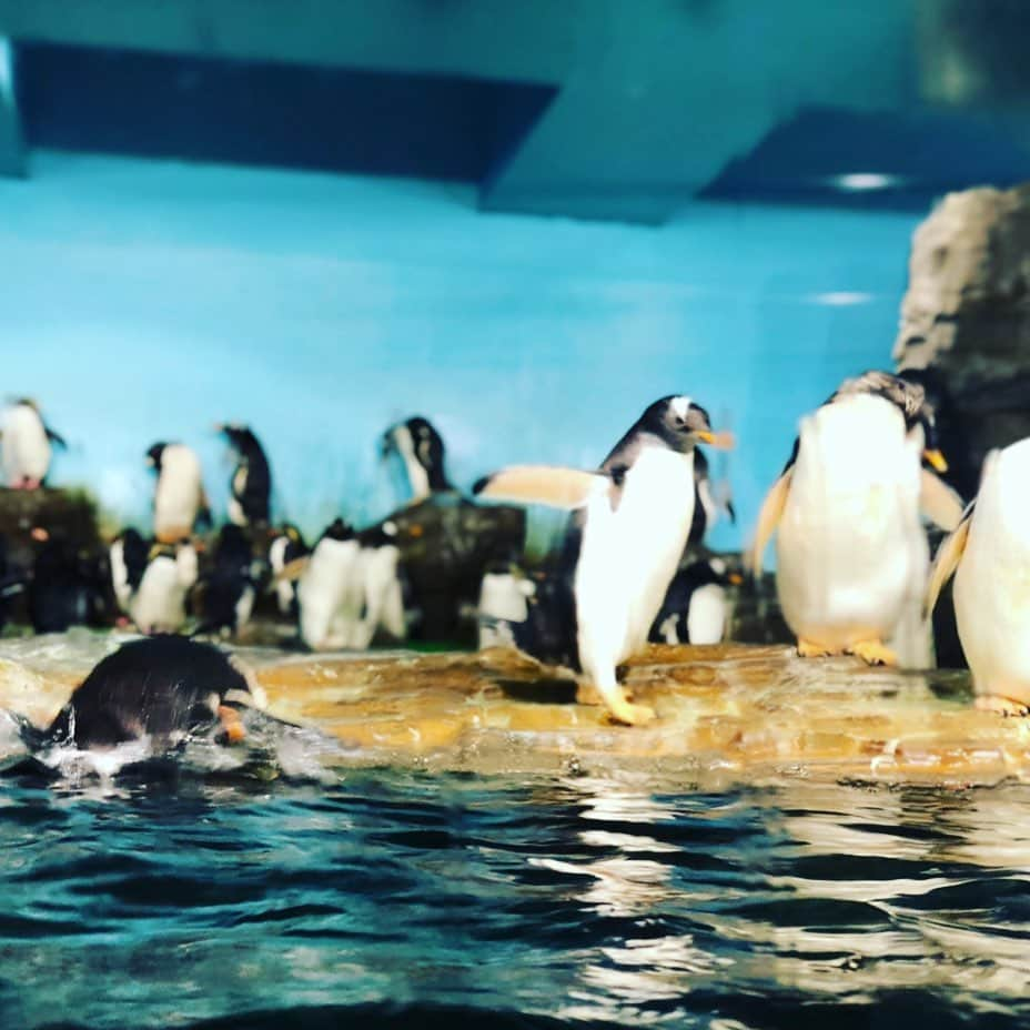 加藤夏希のインスタグラム：「#男鹿水族館GAO 涼みたい時に見れる動画を作ってみました！YouTubeなついろチェックです！ #なついろ」