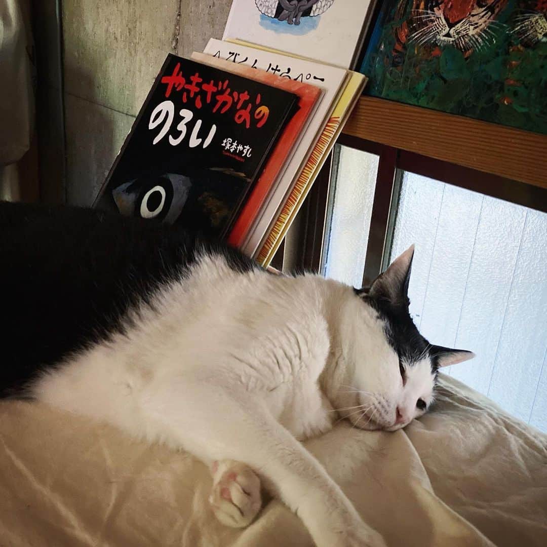 のインスタグラム：「やきざかなの呪い、か。 ２枚目、昔のパンチョ。  #パンチョとガバチョ」