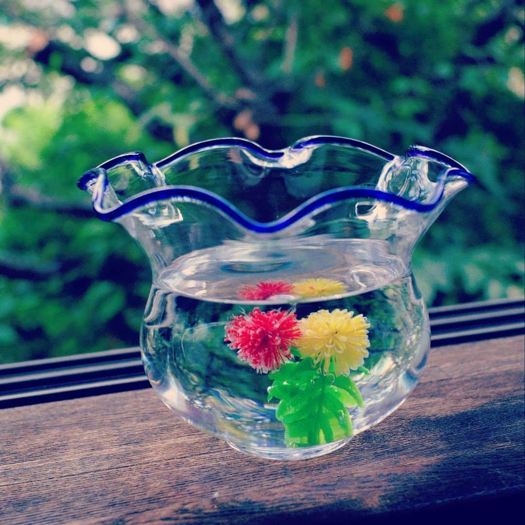 佐野史郎のインスタグラム：「＃水中花」