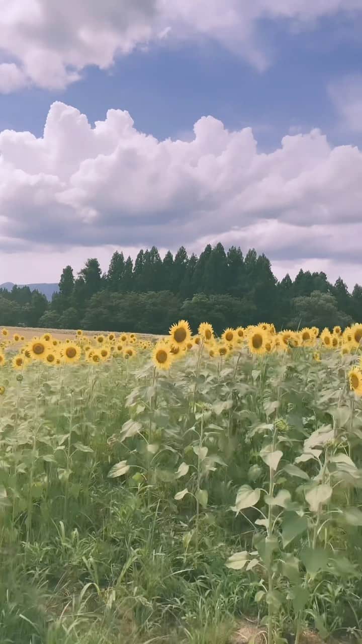 林田沙綾のインスタグラム：「ひまわり畑でtiti TシャツのYellを着たかったから 叶って嬉しい〜🌻🌻🌻 大人気で完売していたこちらのTシャツですが イエローとピンクだけ再販が 8月9日に決定致しました！🐈🌻✨ 少量なので、皆様お早めに🫶🏻 同時で人気のしゅしゅも販売されます🤍  #missmebychaling  #猫」