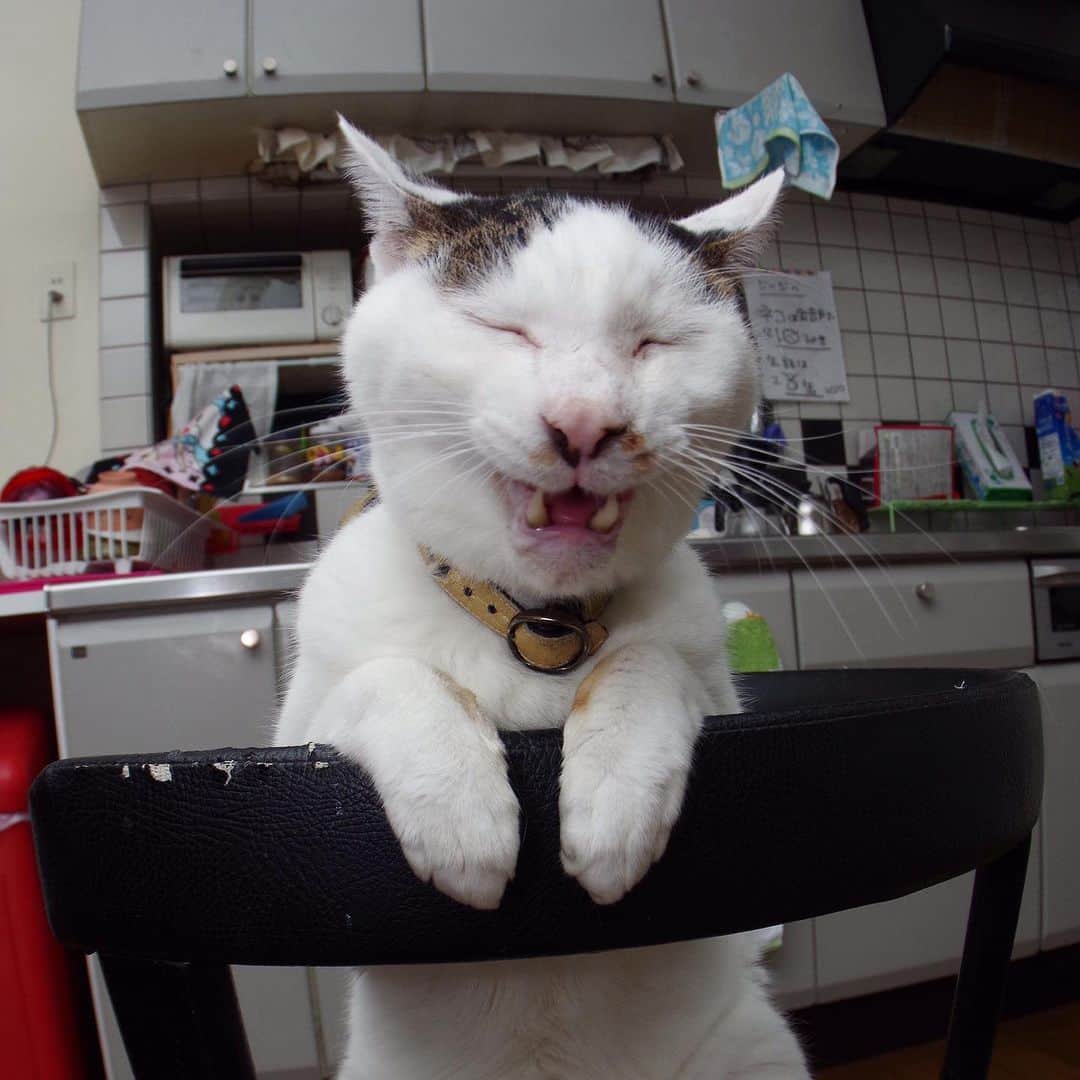 Kachimo Yoshimatsuさんのインスタグラム写真 - (Kachimo YoshimatsuInstagram)「4の付く日は、ヨウカンさんの日 手ってのヨウカンさん #うちの猫ら #猫 #yøhkan #ねこ #ニャンスタグラム #にゃんすたぐらむ #ねこのきもち #cat #ネコ #catstagram #ネコ部 http://kachimo.exblog.jp」8月4日 12時45分 - kachimo