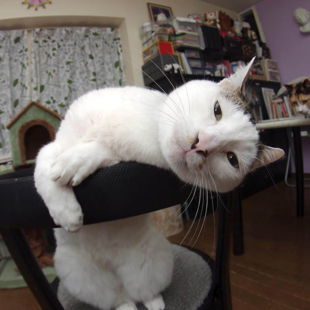 Kachimo Yoshimatsuさんのインスタグラム写真 - (Kachimo YoshimatsuInstagram)「4の付く日は、ヨウカンさんの日 手ってのヨウカンさん #うちの猫ら #猫 #yøhkan #ねこ #ニャンスタグラム #にゃんすたぐらむ #ねこのきもち #cat #ネコ #catstagram #ネコ部 http://kachimo.exblog.jp」8月4日 12時45分 - kachimo