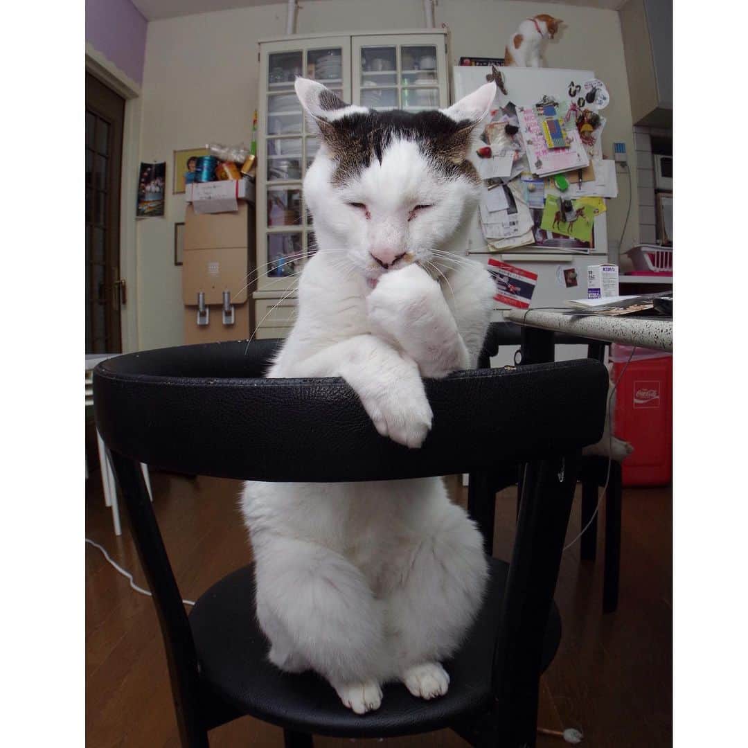 のインスタグラム：「4の付く日は、ヨウカンさんの日 手ってのヨウカンさん #うちの猫ら #猫 #yøhkan #ねこ #ニャンスタグラム #にゃんすたぐらむ #ねこのきもち #cat #ネコ #catstagram #ネコ部 http://kachimo.exblog.jp」