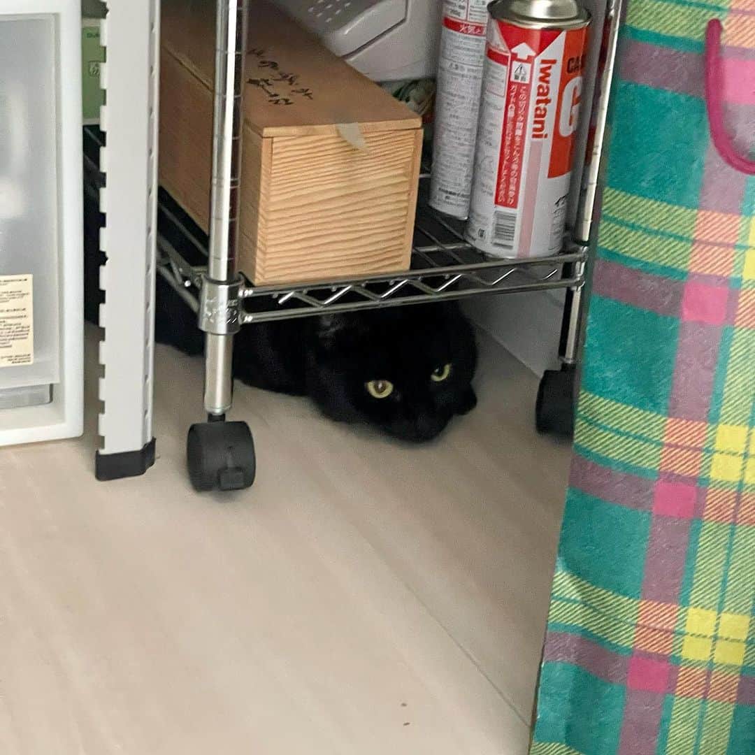 田中要次のインスタグラム：「近ごろ毎朝、食品庫から出てくると思ったら #猫Kumako #Bo_nyans #猫のいる暮らし」