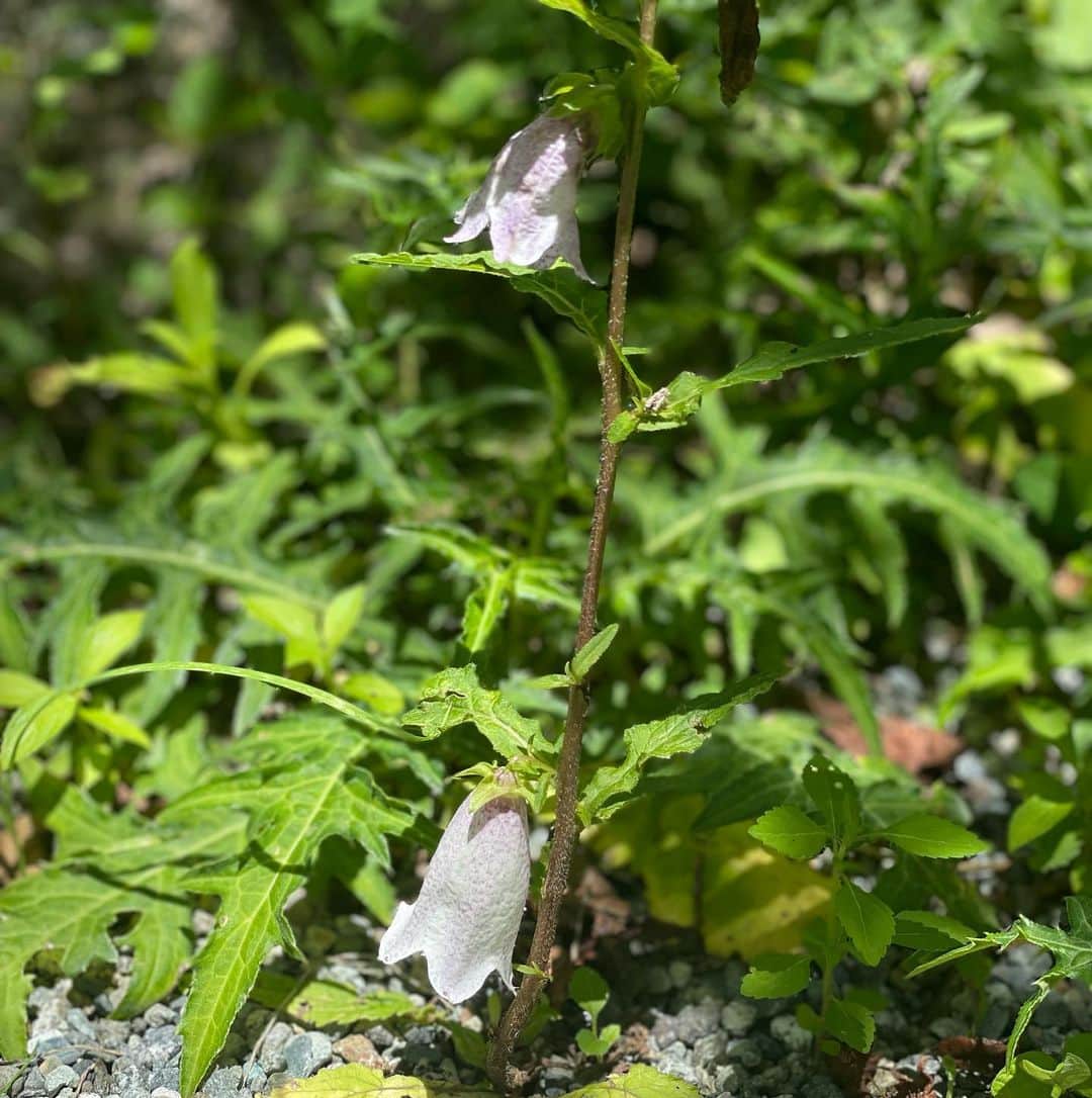沢瀉美緒さんのインスタグラム写真 - (沢瀉美緒Instagram)「※ Flowers garden in Hakone 💐 . 滞在は仙石原なので、近くの湿生花園に💐 . トラノオ、カワラナデシコ、ハンゲショウなど 茶花も高山植物もたくさん！ . 特別展ではウツボガヅラなど食虫植物も！ . 祖父のお庭にたくさんお花があったこともあり お花に纏わる思い出がたくさんあり つい目に入ってきます😌 . 母もまた歩く図鑑の様な人なので これ、なあに？と聞くとすぐに教えてくれるので ありがたい笑😌 .  高原の風に吹かれながら 色の濃い青空と、新緑が気持ちよかったです✨ . . #湿生花園 #仙石原 #hakone #箱根」8月4日 13時24分 - mio_omodaka