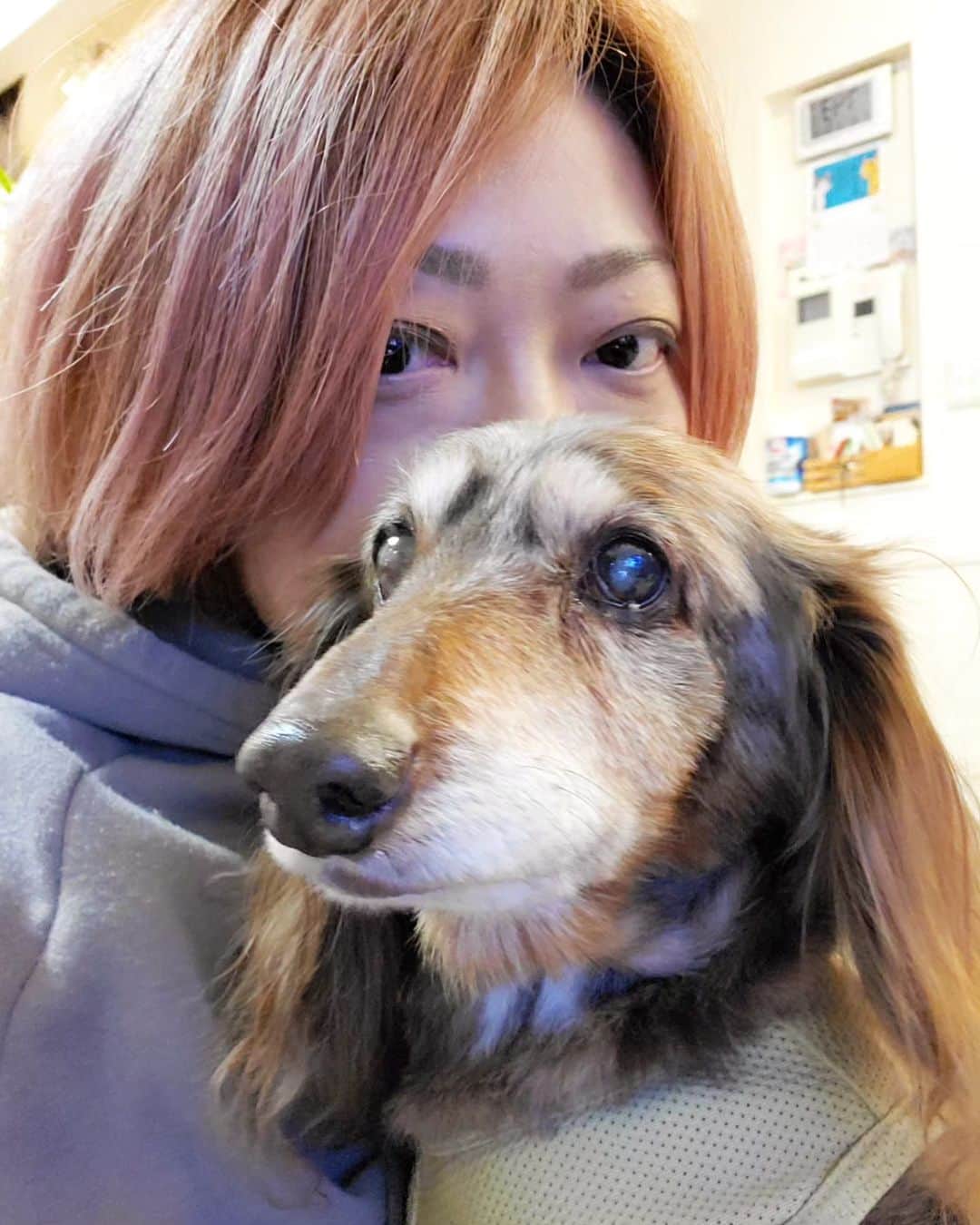 のインスタグラム：「また【しつこいと！】と嫌がられるほど クンクンしまくりたい。 . また【今日も一緒に撮ると？】と呆れられるほど 一緒に撮りたい。 . そんな日々 . . . . . #虹の橋 #虹組 #18歳8ヶ月と6日🌈 . ・････━━━━━━━━━━━････・ #ダックスフンド #ダックス #ミニチュアダックス #チョコダップル #dachshund #dachs #dog #dogstagram  #instadog #高齢犬 #一人と一匹 #お留守番犬 #留守番犬 #dogwheelchair #失明犬 #お留守番犬ホッピーの日々 #老犬 #シニア犬 #老犬ダックス #老犬との暮らし #ハイシニア犬 #虹組🌈 #虹組2023 #2004年組 ・････━━━━━━━━━━━････」
