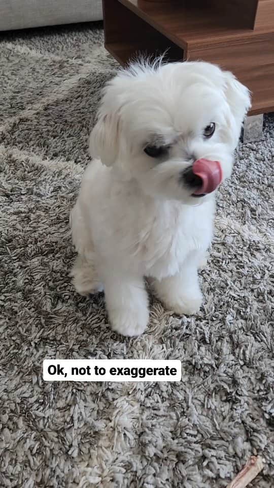 のインスタグラム：「Not to exaggerating but... 😴  #weekday #tiredpuppy #theothemaltese #dogsofinstagram #maltese」