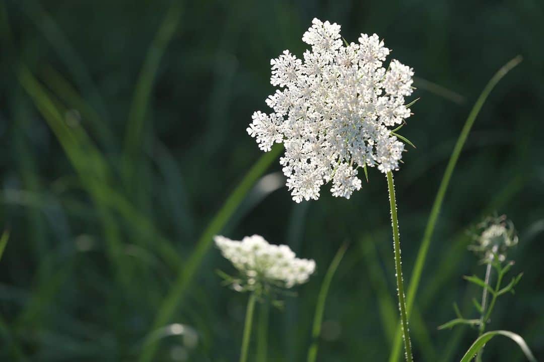 Aimerのインスタグラム：「⚯̫  I found the flowers like fireworks☺️  花火みたいな花見つけた」