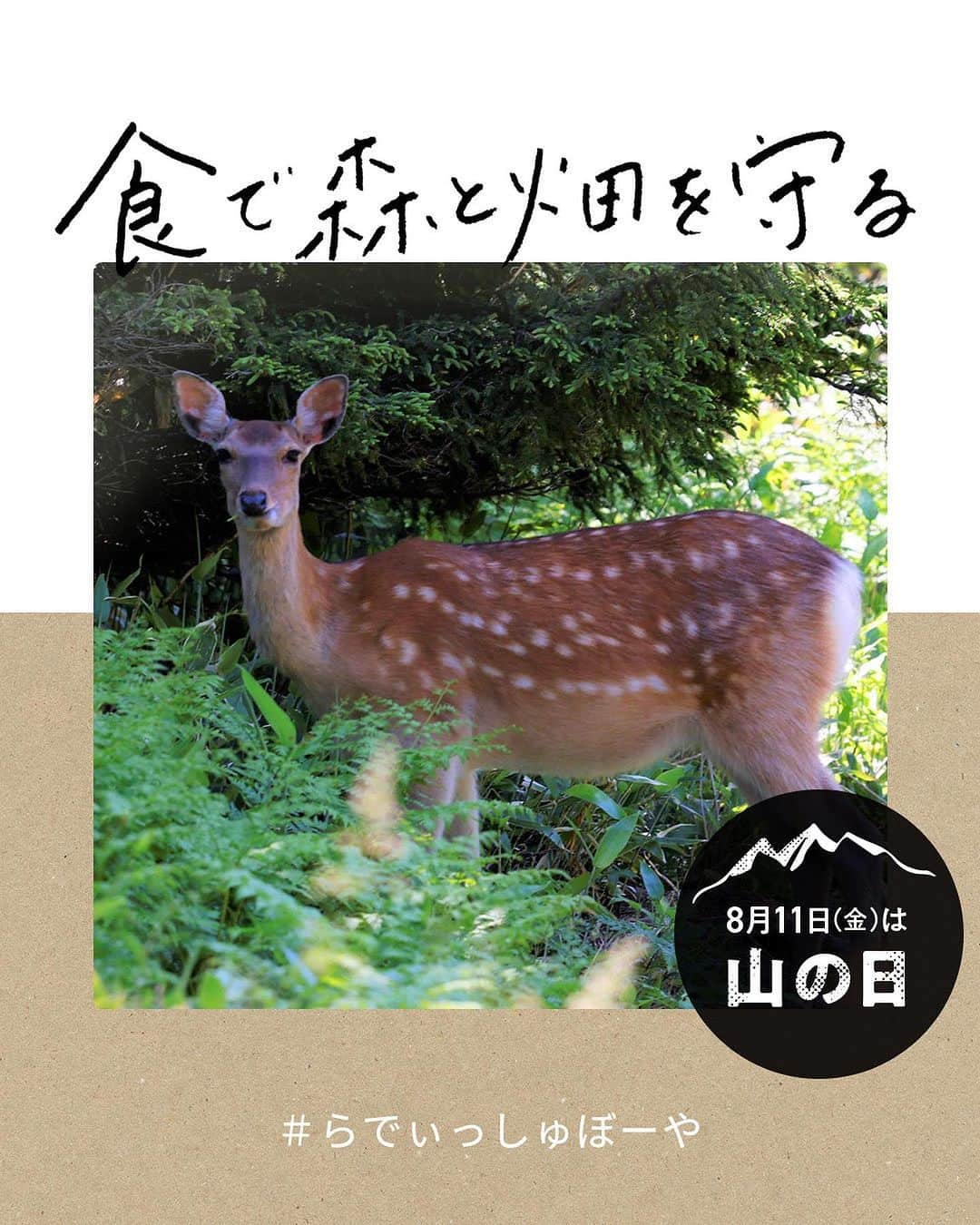 らでぃっしゅぼーやのインスタグラム：「\8/11（金）は山の日⛰️！！/  来たる8/11（金）は山の日ということで、普段はなかなか自然に触れる機会が少ない方も、山や自然に想いを馳せるみるのはいかがでしょうか？  世界自然遺産である北海道「知床」では、近年増えすぎたエゾ鹿による獣害が多発しています。車との接触による交通事故や、広葉樹の樹皮がはがされてしまう食害、畑が荒らされるなどの農林業被害など、その影響は多岐に及びます。  「美味しく食べることで山の恵みに。」 エゾ鹿たちの個体数管理のための単なる駆除ではなく、その命を美味しくいただくことで山の恵みに。そんな想いかららでぃっしゅぼーやの「エゾ鹿キーマカレー」が誕生しました！🦌   今ならその「エゾ鹿キーマカレー」らでぃっしゅぼーやのおためしセットに入ってます！ 気になった方はぜひ、らでぃっしゅぼーや自慢の野菜や果物と一緒にお試しください♪ ※既に会員の方は期間・数量限定でらでぃっしゅぼーや買い物サイトやカタログからご購入いただけます！  アウトドアに過ごす方も、おうちで過ごす方も、山や自然の恵みを楽しみ、想いを馳せ、素敵な山の日を過ごしましょう♪  #らでぃっしゅぼーや #らでぃっしゅレスキューくらぶ #山の日 #山ごはん #知床の森を守るエゾ鹿シリーズ #知床の森を守る #キーマカレー #北海道 #知床  #フードロス削減  #フードロス #フードロスをなくそう  #サスティナブル  #サステナブル」