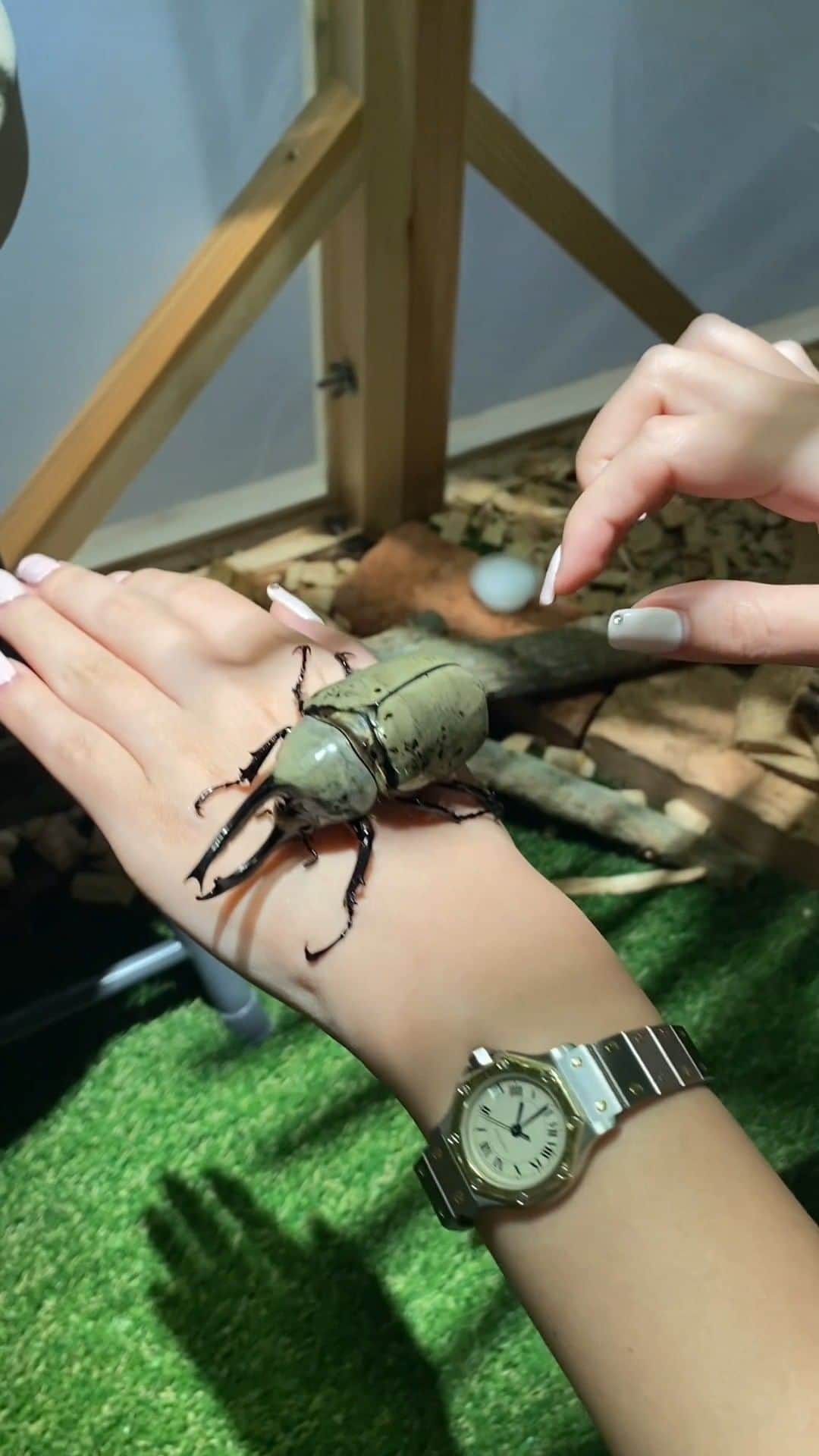 キャナルシティ博多のインスタグラム：「日本の固有種から世界の希少なカブトムシ・クワガタが大集合！🌻 ヘラクレスオオカブトやニジイロクワガタなど、見るだけじゃなく、憧れの昆虫にさわれちゃうよ！✨ 他にもカブトムシがゴミを分解する世界唯一の取り組みや、身近に学べるSDGsパネルなどもあるので、夏休みの自由研究にもオススメです！📖  ■期間：8月1日(火)〜31日(木) 10:00〜18:00 ■場所：ビジネスセンタービルB1F　 特設会場 ■入場料：800円 ■お問い合わせ：TEL 090-8917-0823（担当：猪口／受付時間：開催期間中の10:00～18:00） ※3歳以下のお子さまは入場料無料です。 ※お支払いは現金のみです。あらかじめご了承ください。 ※f-JOYポイント、駐車サービスの付与対象外です。」
