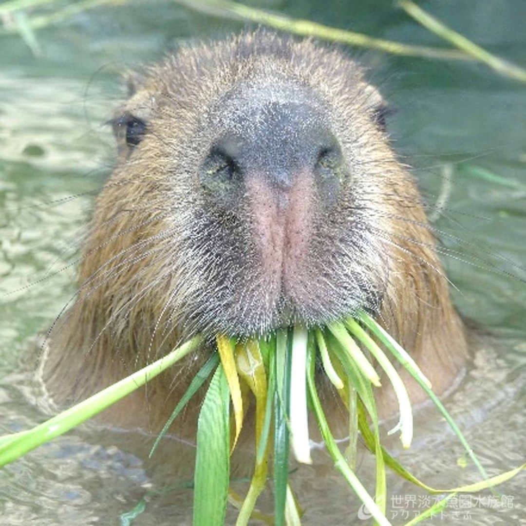 世界淡水魚園水族館 アクア・トト ぎふのインスタグラム：「明日8月5日（土）と6日（日）の15：00からは、カピバラの『氷の器でもぐもぐタイム』を実施します。  氷の器の中には、牧草やリンゴ、笹を入れます。普段は氷を見ることが無いカピバラはどんな反応をしてくれるのでしょうか。  #アクアトト #水族館 #aquarium #夏 #夏休み #自由研究 #オアシスパーク #河川環境楽園」