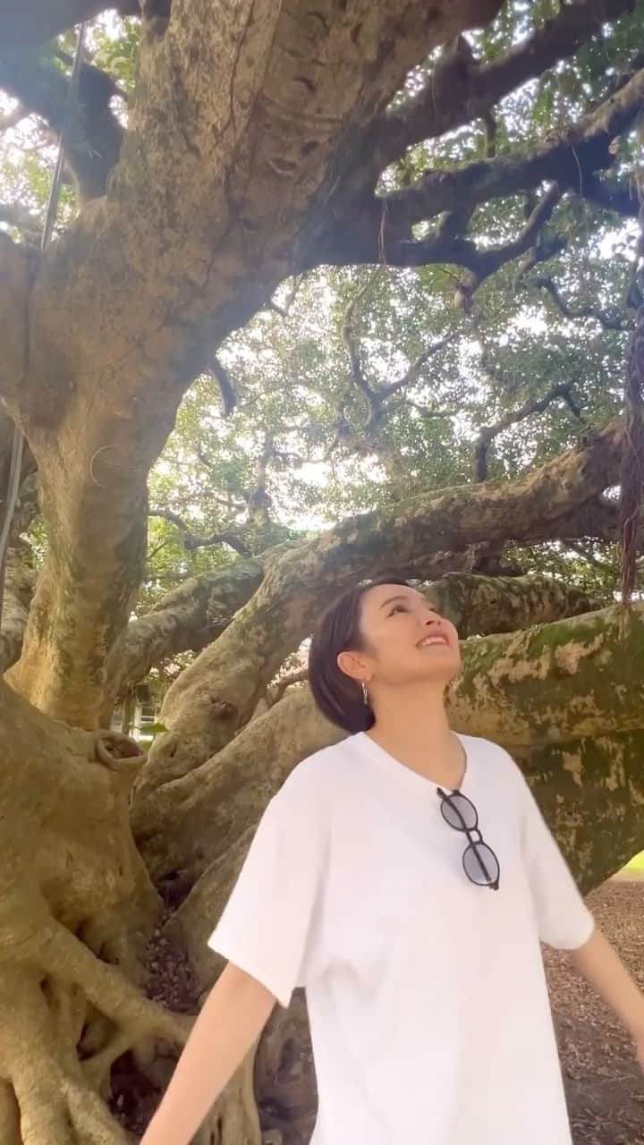 富久美玲のインスタグラム：「日本一のガジュマル〜＼(^o^)／」