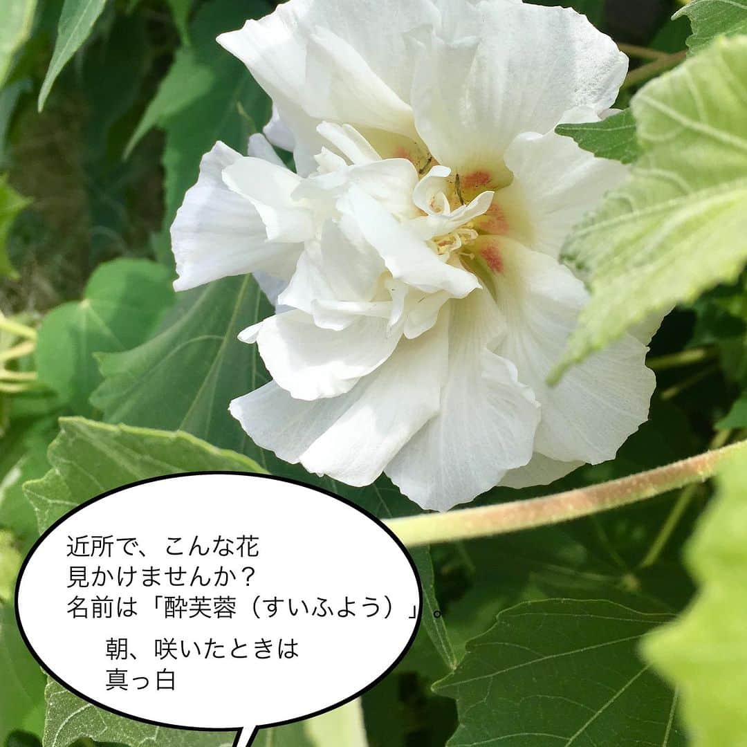 雑誌『花時間』さんのインスタグラム写真 - (雑誌『花時間』Instagram)「酔芙蓉って、知っていますか？  花時間（@hanajikan_magazine）です。  はじめて目にしたとき、私はキョトンとしてしまいました😅  朝、目にしたはずの真っ白な花が、目の錯覚？かと思うほど、ピンクにお色直し😱  なぜ、手品のようなそんな現象が起こるのでしょうね？  植物が紫外線から自らを守るため、アントシアニンという色素を合成しているからなんだそうです🤔  アントシアニンは、気温が高くなるほど作られやすくなるため、日が高くなるにつれ、ピンクに色づいていくというわけです。  変化もびっくりだけど、植物の知恵にも感心しちゃいますね。  この猛暑では、外でじっくり色の変化を観察というわけにはいきませんが、朝夕の散歩のときにでも、確認してみませんか？  酔芙蓉は木槿や朝顔と同じ、一日花です。  では、今日もお疲れさまでした🍉　元気smile😊😊😊で、よい週末をお迎えください。 byピーターパン  【花時間ニュース】 💜『花時間』から、花の定期便がスタートしました🥰　世界でここだけのバラと旬花が届く嬉しいサービスです💕  💜『花時間2023春夏』〈春のピンク！夏のブルー！〉大好評発売中！  💜『花と短歌でめぐる 二十四節気 花のこよみ』大好評発売中  すべて @hanajikan_magazine のプロフィールのリンクから飛べます✈️  『花時間』本誌や書籍は全国の書店、ネット書店でも発売中✨  #花時間 #夏の花 #一日花 #酔芙蓉 #花が好き #花が好きな人と繋がりたい #花を飾る #花を飾る生活 #花屋さんへ行こう」8月4日 19時05分 - hanajikan_magazine