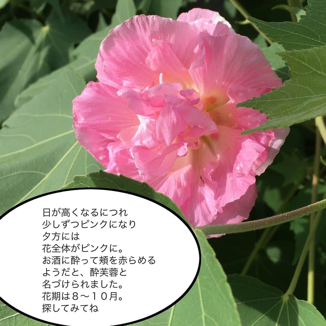 雑誌『花時間』さんのインスタグラム写真 - (雑誌『花時間』Instagram)「酔芙蓉って、知っていますか？  花時間（@hanajikan_magazine）です。  はじめて目にしたとき、私はキョトンとしてしまいました😅  朝、目にしたはずの真っ白な花が、目の錯覚？かと思うほど、ピンクにお色直し😱  なぜ、手品のようなそんな現象が起こるのでしょうね？  植物が紫外線から自らを守るため、アントシアニンという色素を合成しているからなんだそうです🤔  アントシアニンは、気温が高くなるほど作られやすくなるため、日が高くなるにつれ、ピンクに色づいていくというわけです。  変化もびっくりだけど、植物の知恵にも感心しちゃいますね。  この猛暑では、外でじっくり色の変化を観察というわけにはいきませんが、朝夕の散歩のときにでも、確認してみませんか？  酔芙蓉は木槿や朝顔と同じ、一日花です。  では、今日もお疲れさまでした🍉　元気smile😊😊😊で、よい週末をお迎えください。 byピーターパン  【花時間ニュース】 💜『花時間』から、花の定期便がスタートしました🥰　世界でここだけのバラと旬花が届く嬉しいサービスです💕  💜『花時間2023春夏』〈春のピンク！夏のブルー！〉大好評発売中！  💜『花と短歌でめぐる 二十四節気 花のこよみ』大好評発売中  すべて @hanajikan_magazine のプロフィールのリンクから飛べます✈️  『花時間』本誌や書籍は全国の書店、ネット書店でも発売中✨  #花時間 #夏の花 #一日花 #酔芙蓉 #花が好き #花が好きな人と繋がりたい #花を飾る #花を飾る生活 #花屋さんへ行こう」8月4日 19時05分 - hanajikan_magazine