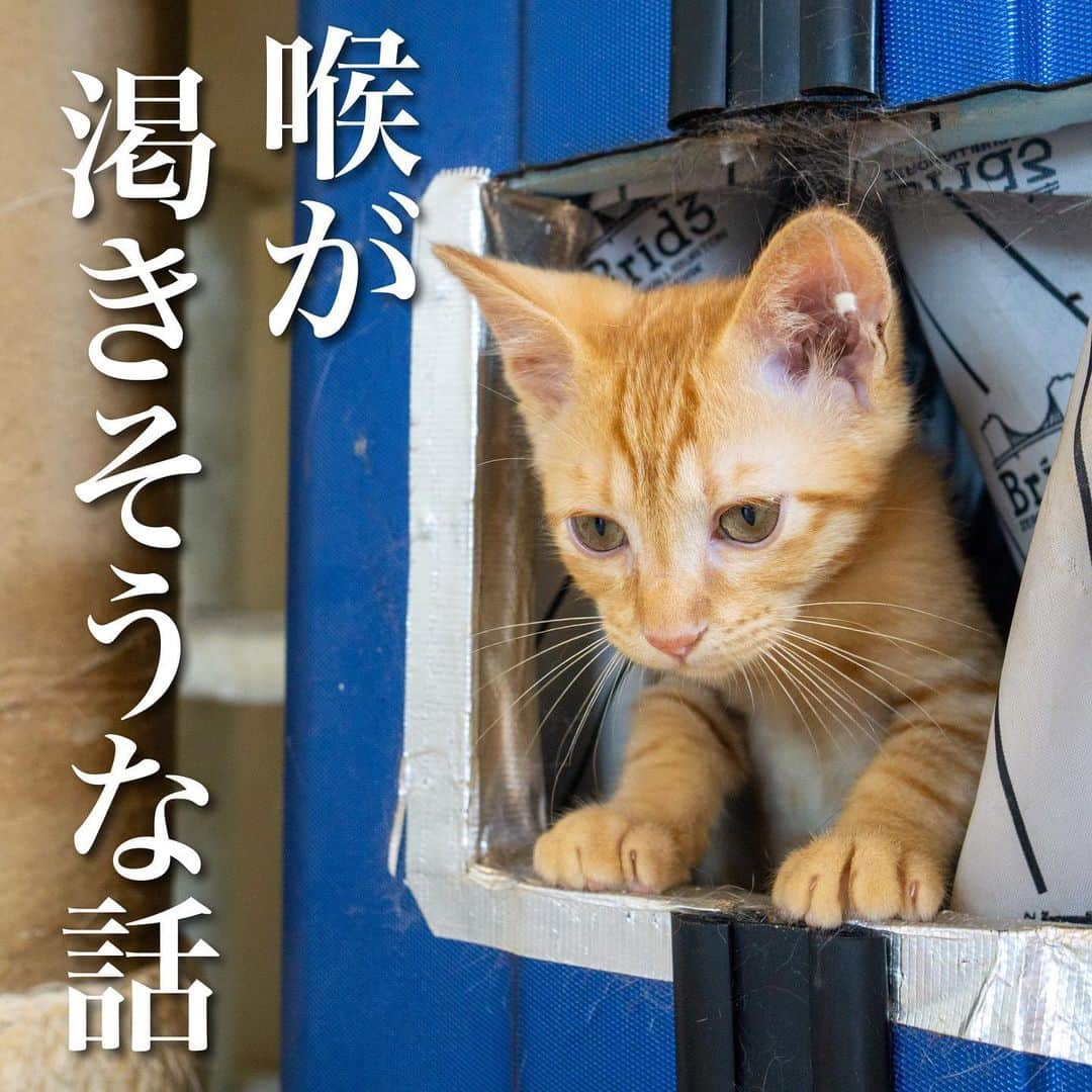 猫カフェきぶん屋のインスタグラム