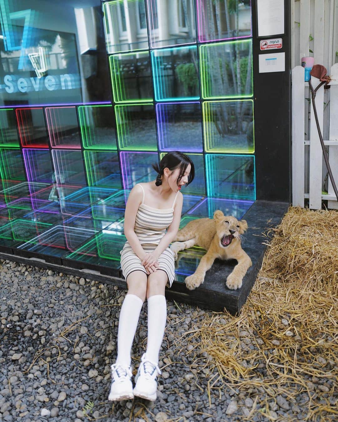 蔡瑞雪（Ruixue Tsai）さんのインスタグラム写真 - (蔡瑞雪（Ruixue Tsai）Instagram)「我們長的像嗎？ ฅ^•ﻌ•^ฅ 超可愛的大耳狐 好想帶牠回家~~~ 小獅子也好乖 給摸摸🥹🤍」8月4日 19時13分 - snowbabyq