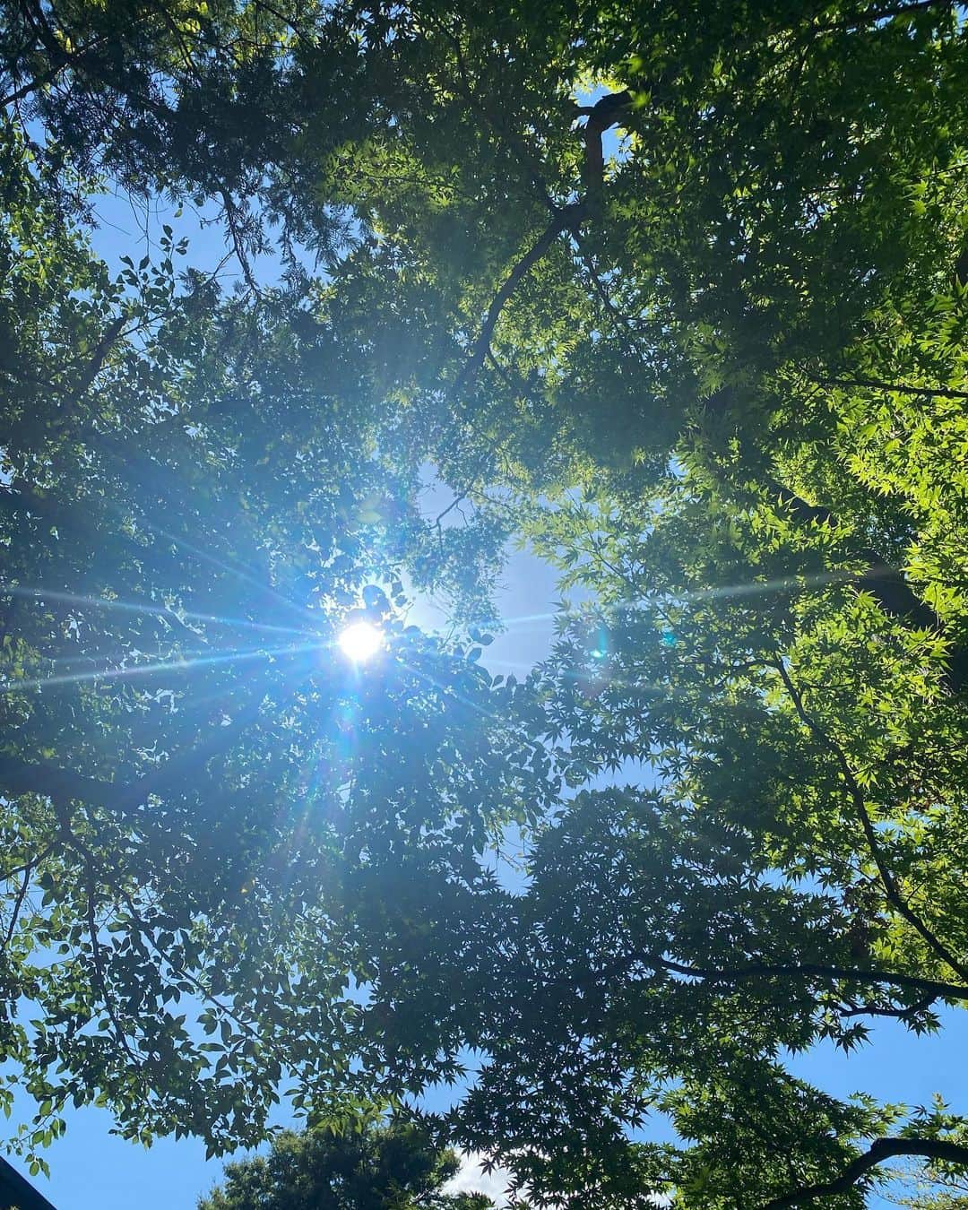 八芳園さんのインスタグラム写真 - (八芳園Instagram)「夏の青空が広がる八芳園。  色鮮やかな錦鯉たちが、 木陰で涼をとっています。  強い陽射しが描き出す、 鮮明な夏の情景をお愉しみください。  ———————————–  夏季休業のお知らせ🎐  八芳園本館は、8月7日(月) 〜 8月17日(木)まで夏季休業期間とさせていただきます。 各店舗の休業期間につきましてはハイライトをご確認ください。  ———————————–  🍃🎐✨🍃🎐✨🍃  #八芳園 #happoen #日本庭園 #八月 #august #夏 #港区 #白金台 #お散歩 #錦鯉   #東京観光 #東京カメラ部 #カメラ好きな人と繋がりたい #写真好きな人と繋がりたい #ファインダー越しの私の世界 #その瞬間に物語を #キリトリセカイ #写真部 #青空 #そらすたぐらむ #空が好き  #japanesegarden #japan_daytime_view #japantravel #tokyotrip #japan_of_insta #jp_mood #tokyotokyo #special_spot #green」8月4日 19時23分 - happoen