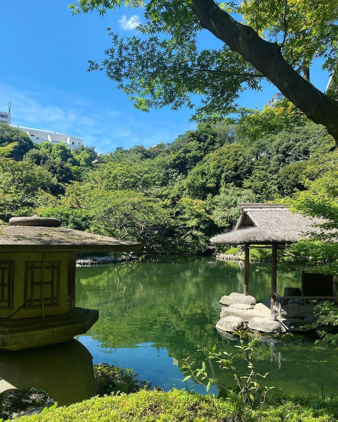 八芳園のインスタグラム：「夏の青空が広がる八芳園。  色鮮やかな錦鯉たちが、 木陰で涼をとっています。  強い陽射しが描き出す、 鮮明な夏の情景をお愉しみください。  ———————————–  夏季休業のお知らせ🎐  八芳園本館は、8月7日(月) 〜 8月17日(木)まで夏季休業期間とさせていただきます。 各店舗の休業期間につきましてはハイライトをご確認ください。  ———————————–  🍃🎐✨🍃🎐✨🍃  #八芳園 #happoen #日本庭園 #八月 #august #夏 #港区 #白金台 #お散歩 #錦鯉   #東京観光 #東京カメラ部 #カメラ好きな人と繋がりたい #写真好きな人と繋がりたい #ファインダー越しの私の世界 #その瞬間に物語を #キリトリセカイ #写真部 #青空 #そらすたぐらむ #空が好き  #japanesegarden #japan_daytime_view #japantravel #tokyotrip #japan_of_insta #jp_mood #tokyotokyo #special_spot #green」