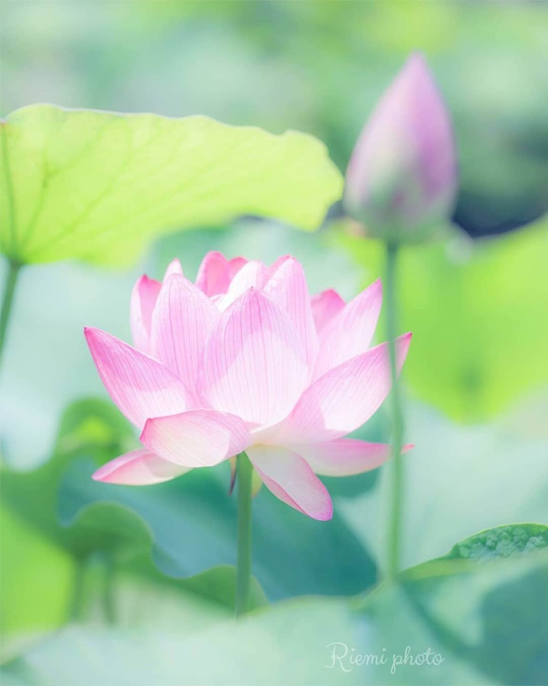 花の写真館のインスタグラム：「Photo by @riemi4760. https://instagram.com/riemi4760/ . Original Post[投稿いただいたURL] https://www.instagram.com/p/Ct05dy3Pv0E/ . 本アカウントは、 #私の花の写真 をつけてInstagramに投稿された皆さまの花の写真や、「花の写真館」Facebookページで投稿された花の写真を紹介します。 「花の写真館」Facebookページは、「 @floral.photograph 」のプロフィールにあるURLからご覧ください。 . ※各種法令、マナー、関係者の指示に従った撮影をお願いします。 *Please ensure that your photography adheres to all relevant laws, etiquette, and instructions issued by authorized persons. ※本アカウントは東京カメラ部がFacebook、Instagramのサービスを利用して運営しているもので、Meta社・Instagramとは一切関係ありません。 . #花の写真館 #floralphotograph #floralphoto #flower #flowers Follow: @floral.photograph」