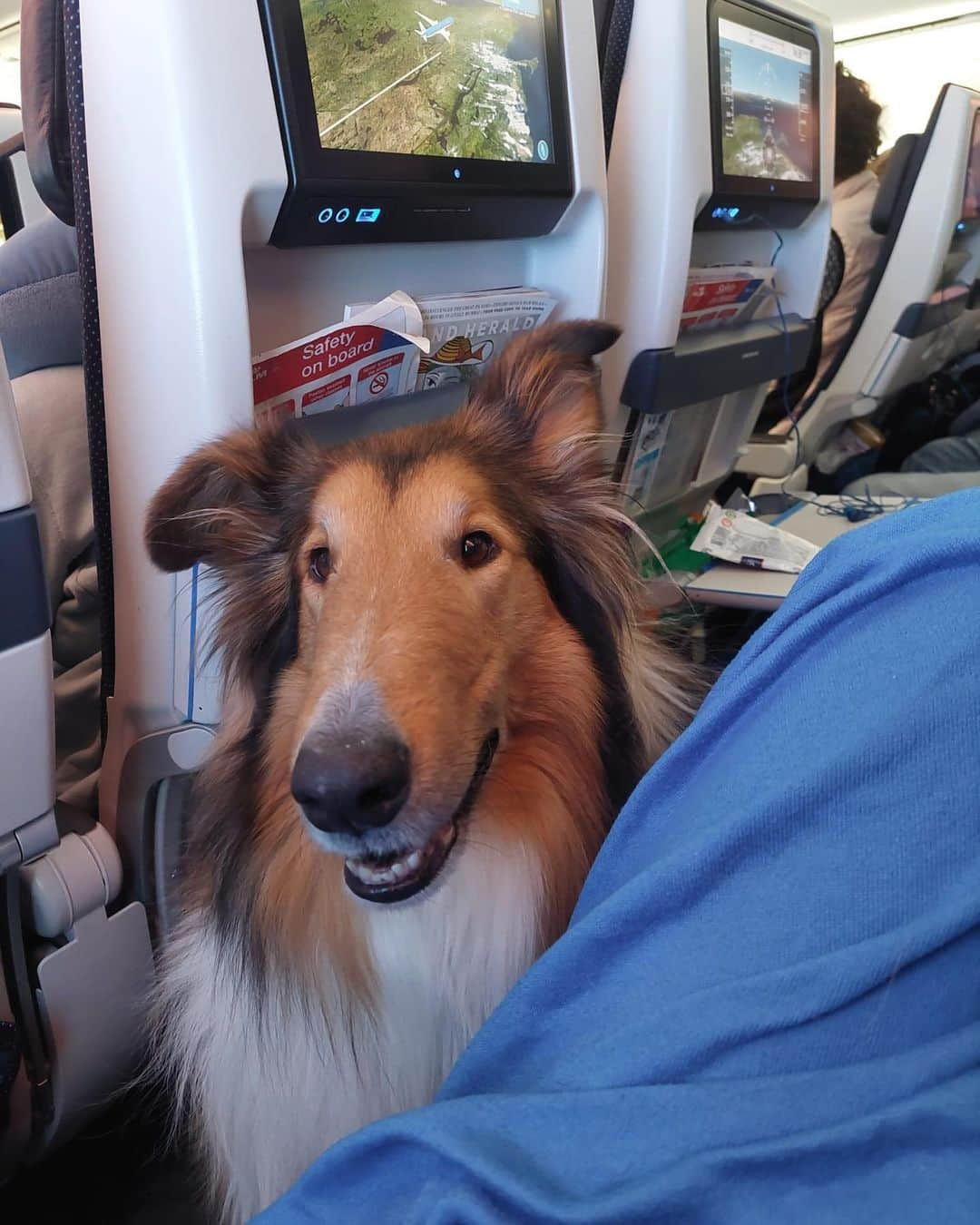 KLMオランダ航空のインスタグラム：「It's Assistance Dog Day! 🐾🦮 Here’s an appreciation post for all the dedicated, hardworking assistance dogs.   #AssistanceDogDay #ServiceDogDay #servicedog #assistancedog #dog #InternationalAssistanceDogWeek #KLM #royaldutchairlines 📷 by @natas_animallover」