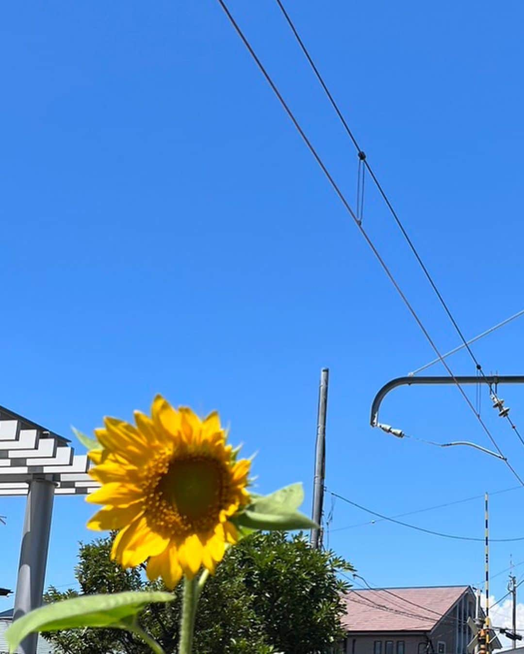 潮田あかりさんのインスタグラム写真 - (潮田あかりInstagram)「🌻」8月4日 20時24分 - ushi_ppp