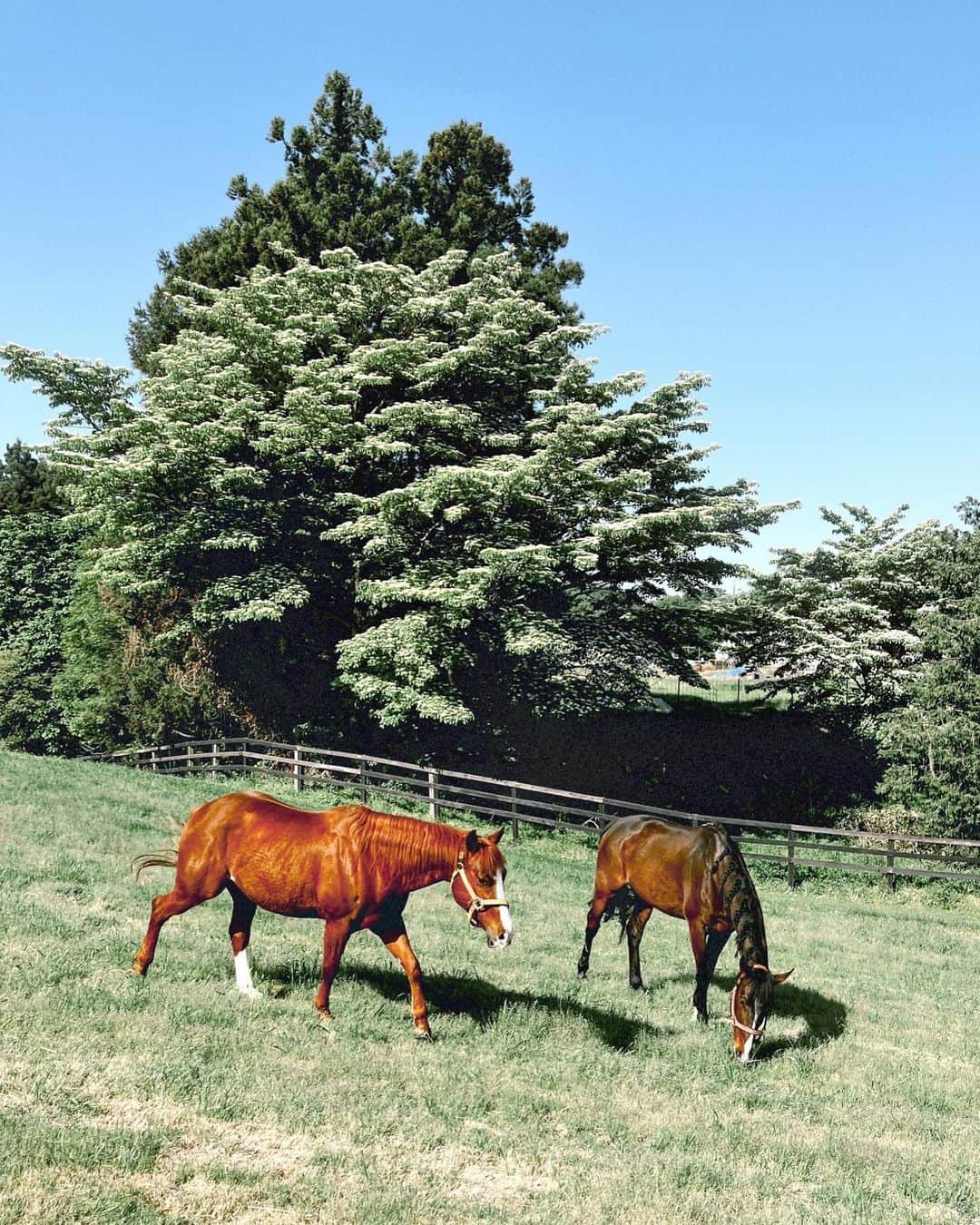 紗栄子さんのインスタグラム写真 - (紗栄子Instagram)「さて🐴🫐🌻  私がここ最近、毎日オンラインMTGで話し合っていたのはこちら🥰💖💖💖↓ジャジャーン🤗🎉  NASU FARM VILLAGEではお盆の時期もスタッフ一同、たくさんのコンテンツを準備して、皆様のお越しをお待ちしております🐎🎀💫🫶🏻  レストランやキッチンカーでは、ファームで採れたブルーベリーをふんだんに使用した、この季節ならではの大人気のブルーベリースムージーや、ファーム専属シェフ特製の美味しい冷麺メニューも夏季限定で提供致します🫐🥤🥗🧑‍🍳  そして、お客様とお馬さんの熱中症対策として、夏季の間は外でのホーストレッキング体験を、午前中のみの営業とさせて頂くことに決定致しました🐎🌤️！  安全を考えた上での変更ですが、それによって午後は厩舎の中でお馬さんたちと触れ合う「ホースセラピー」体験の枠を増やせることとなりましたので、お馬さんに乗るにはまだ勇気が必要というかたや、小さなお子様も参加されやすいプログラムとなっておりますので、お盆の予定をまだたてられていないかたは、是非お気軽にホースセラピー体験にファームに遊びにいらしてくださいね🐴🎀✨ 詳しい詳細やご予約は @nasufarmvillage のHPからお願い致します🐎🌈🫧  そして、11.12.13日は私もファームにて販売会に参加致しますので、皆様にお会い出来るのをとーっても楽しみにお待ちしております🥰🫶🏻💖🫧  この3日間は10時半からファーム限定セットの販売会に参加するのですが、ご購入されたお客様との記念撮影も行います📸🫶🏻👯‍♂️🫧  限定セットは毎日違う商品たちが入ったお得なセットとなっておりますので、詳しくは @nasufarmvillage のアカウントからチェックしてみてください🛀🫧💕  こちらの販売会の売上の一部も、他商品や弊社サービスと同様に当ファームの保護馬活動に充てさせて頂きます🐴🤲🏻💖🌿  そして、この日程でNASU FARM VILLAGEとしては初めてのサンプルセールも行います🐬🤍🫧  ファームグッズや @allisonbrown_closet のサンプル品を数量限定でご用意しておりますので、是非ファームにご来場いただいたかたは、そちらもチェックしてみてくださいね🐇🎀💖  サンプルセールだけではなく、NASU FARM VILLAGEから新しく誕生した @allisonbrown_closet のポップアップストアもこの日程で開催いたします🎀🎀🎀  当日ALLISON BROWNの商品を10,000円以上（税込）お買い上げのお客様と一緒に、15時から記念撮影も行いますので、アリソンファンの皆様もEC発売前のアイテムたちや再入荷したアイテムなど、一足先にチェックしにきてくださいね🐇🎀🫧  そして、人気のトラクターツアーも お客様の熱中症対策として夏季の間は通常のコースとは異なるコースで運行いたします🚜🌲  夏限定のコースは、ブルーベリーの収穫体験(約10分程)がセットになっておりますので、この機会に是非ファームの無農薬のブルーベリーの収穫体験もされてください🥰🫐🫶🏻✨  トラクターツアー中はドリンクを飲みながらご参加できますので、ファーム内のカフェで飲み物をご購入いただくなどして、熱中症対策を万全に行っていただきご参加いただけたらと思います🫡🫡🫡  天候により中止となるプログラムがあったり、急遽、販売会の時間変更や中止とさせて頂く場合もございますが、随時 @nasufarmvillage のインスタでお知らせいたしますので是非そちらをチェックしてください🤲🏻🌈✨  お天気がもつことを祈りながら、皆さまのご来場を心よりお待ちしております🥰🫶🏻🐎💕」8月4日 20時54分 - saekoofficial