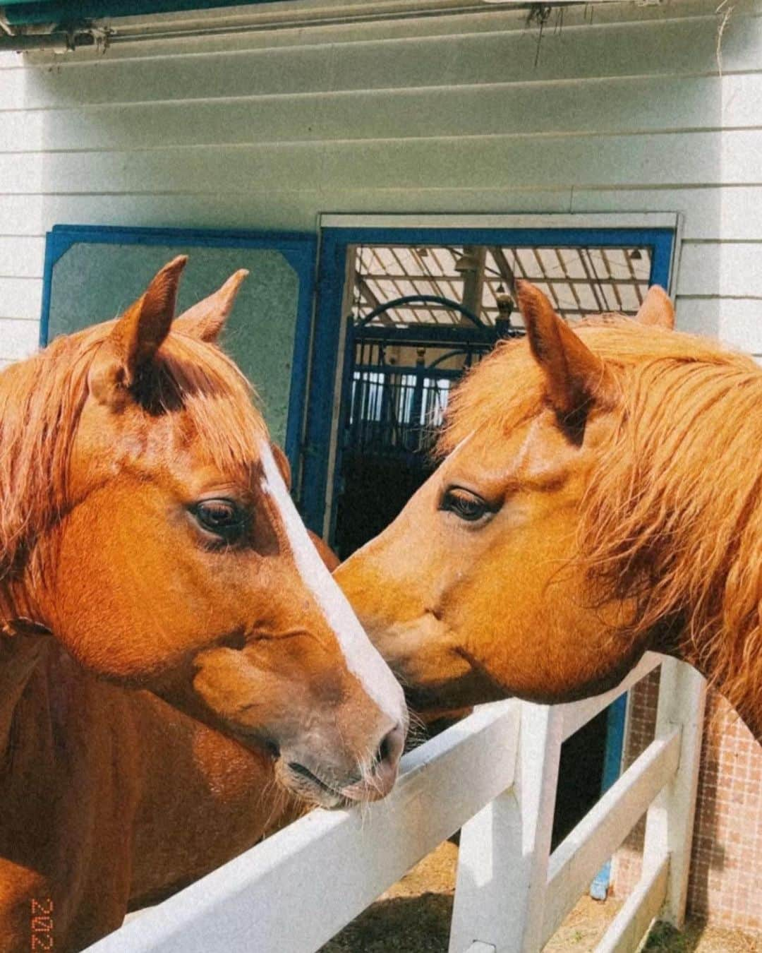 紗栄子さんのインスタグラム写真 - (紗栄子Instagram)「さて🐴🫐🌻  私がここ最近、毎日オンラインMTGで話し合っていたのはこちら🥰💖💖💖↓ジャジャーン🤗🎉  NASU FARM VILLAGEではお盆の時期もスタッフ一同、たくさんのコンテンツを準備して、皆様のお越しをお待ちしております🐎🎀💫🫶🏻  レストランやキッチンカーでは、ファームで採れたブルーベリーをふんだんに使用した、この季節ならではの大人気のブルーベリースムージーや、ファーム専属シェフ特製の美味しい冷麺メニューも夏季限定で提供致します🫐🥤🥗🧑‍🍳  そして、お客様とお馬さんの熱中症対策として、夏季の間は外でのホーストレッキング体験を、午前中のみの営業とさせて頂くことに決定致しました🐎🌤️！  安全を考えた上での変更ですが、それによって午後は厩舎の中でお馬さんたちと触れ合う「ホースセラピー」体験の枠を増やせることとなりましたので、お馬さんに乗るにはまだ勇気が必要というかたや、小さなお子様も参加されやすいプログラムとなっておりますので、お盆の予定をまだたてられていないかたは、是非お気軽にホースセラピー体験にファームに遊びにいらしてくださいね🐴🎀✨ 詳しい詳細やご予約は @nasufarmvillage のHPからお願い致します🐎🌈🫧  そして、11.12.13日は私もファームにて販売会に参加致しますので、皆様にお会い出来るのをとーっても楽しみにお待ちしております🥰🫶🏻💖🫧  この3日間は10時半からファーム限定セットの販売会に参加するのですが、ご購入されたお客様との記念撮影も行います📸🫶🏻👯‍♂️🫧  限定セットは毎日違う商品たちが入ったお得なセットとなっておりますので、詳しくは @nasufarmvillage のアカウントからチェックしてみてください🛀🫧💕  こちらの販売会の売上の一部も、他商品や弊社サービスと同様に当ファームの保護馬活動に充てさせて頂きます🐴🤲🏻💖🌿  そして、この日程でNASU FARM VILLAGEとしては初めてのサンプルセールも行います🐬🤍🫧  ファームグッズや @allisonbrown_closet のサンプル品を数量限定でご用意しておりますので、是非ファームにご来場いただいたかたは、そちらもチェックしてみてくださいね🐇🎀💖  サンプルセールだけではなく、NASU FARM VILLAGEから新しく誕生した @allisonbrown_closet のポップアップストアもこの日程で開催いたします🎀🎀🎀  当日ALLISON BROWNの商品を10,000円以上（税込）お買い上げのお客様と一緒に、15時から記念撮影も行いますので、アリソンファンの皆様もEC発売前のアイテムたちや再入荷したアイテムなど、一足先にチェックしにきてくださいね🐇🎀🫧  そして、人気のトラクターツアーも お客様の熱中症対策として夏季の間は通常のコースとは異なるコースで運行いたします🚜🌲  夏限定のコースは、ブルーベリーの収穫体験(約10分程)がセットになっておりますので、この機会に是非ファームの無農薬のブルーベリーの収穫体験もされてください🥰🫐🫶🏻✨  トラクターツアー中はドリンクを飲みながらご参加できますので、ファーム内のカフェで飲み物をご購入いただくなどして、熱中症対策を万全に行っていただきご参加いただけたらと思います🫡🫡🫡  天候により中止となるプログラムがあったり、急遽、販売会の時間変更や中止とさせて頂く場合もございますが、随時 @nasufarmvillage のインスタでお知らせいたしますので是非そちらをチェックしてください🤲🏻🌈✨  お天気がもつことを祈りながら、皆さまのご来場を心よりお待ちしております🥰🫶🏻🐎💕」8月4日 20時54分 - saekoofficial