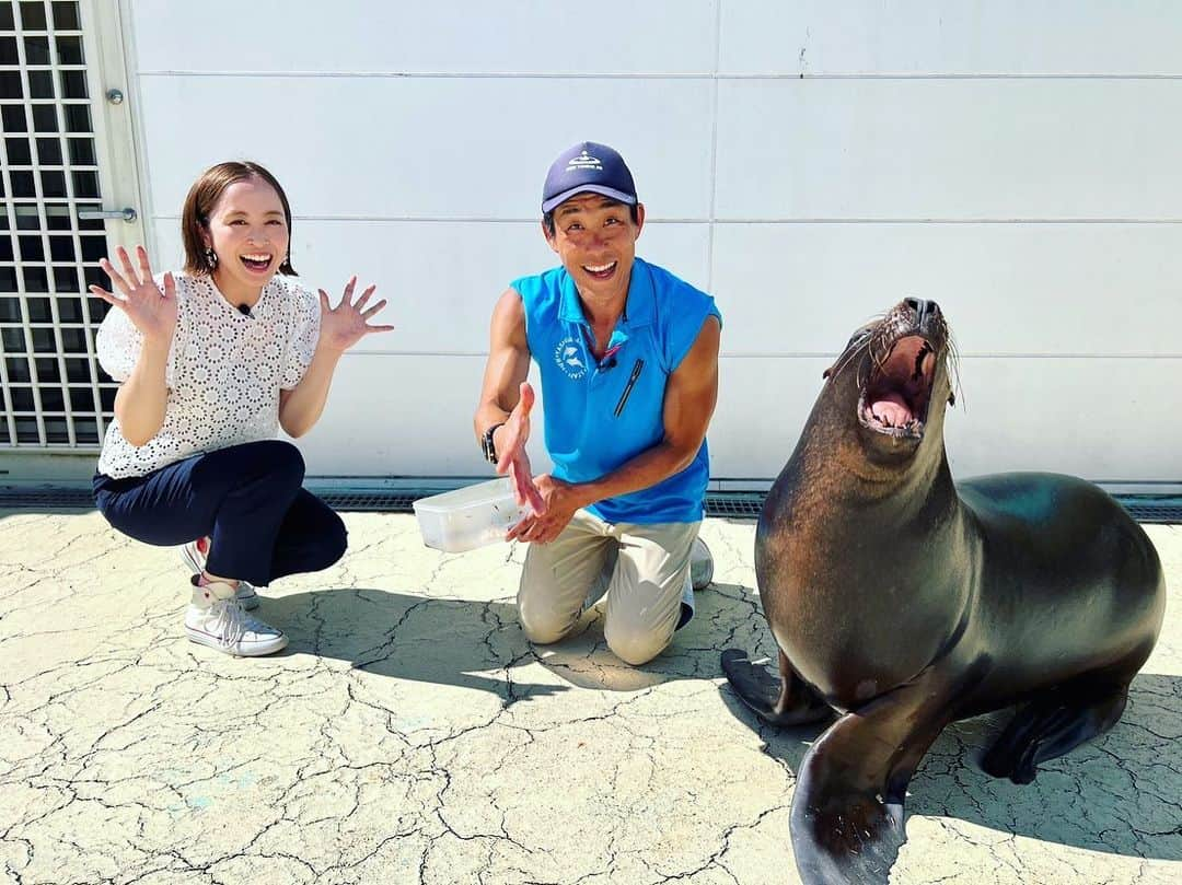 武田訓佳さんのインスタグラム写真 - (武田訓佳Instagram)「🦭🐟🫧 ・ さかなのおにいさん かわちゃん @kawayanfishing  と一緒に水族館ロケ行ってきました🌼 ・ 香川県高松市の #新屋島水族館 へ🐟🩵 ・ ・ おっきい海獣マナティをはじめ 見どころ満載🤍🩵 わくわく楽しませていただきました😍 ・ オタリアちゃんとの写真嬉しい♡ ・ ・ 後半のアザラシちゃんは 私たち取材班が帰ろうとしたら こっそり覗き見してくれてた🦭🩶 かわいすぎるぅ…🦭🩶きゅん🩶 ・ ・ ロケの合間に出会った サカサクラゲちゃんは動画です🪼 ・ 逆さまで沈んでる、この状態が正常らしい😳 ほかにもあちらこちらに 不思議で美しい世界が広がってました💙 ・ ・ 日帰りでも行けちゃう高松🚃🚗✨ おうどんも食べちゃって💕 プチ旅しちゃってください🥰 ・ ・ ・ #たけだのおしごと #すまたん #zip #ytv #ロケ #新屋島水族館 #水族館 #🐟 #🦭」8月4日 20時56分 - kunika0117