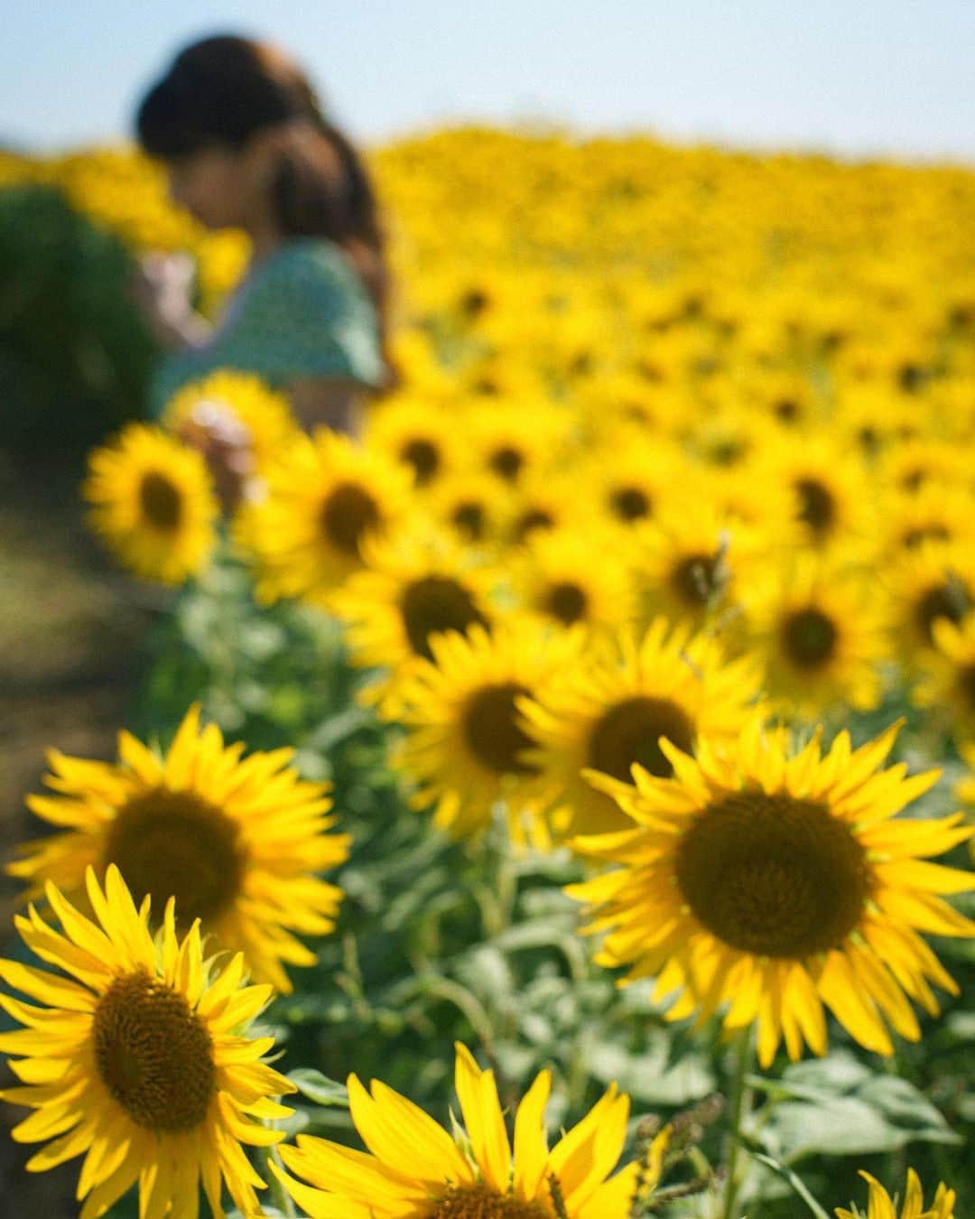 大川真代のインスタグラム：「♡  ひまわり❤️  Shine bright like a sunflower🌻  #summer #flowers  #sunflower  #ひまわり #夏 #shein #sheingals  #japan #japanesegirl  #philippines #filipina  #halfjapanese #half  #halffilipina #japinay  #model #modellife #フィリピン #マニラ  #セブ #セブ島 #日本 #東京 #名古屋 #豊橋 #大阪 #撮影 #撮影会 #撮影会モデル #モデル」