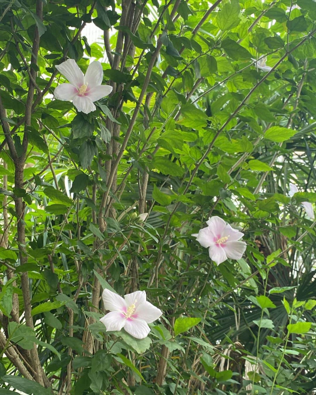 上大迫祐希さんのインスタグラム写真 - (上大迫祐希Instagram)「空とか花とか鹿児島とか。」8月4日 21時38分 - y_kamioosako