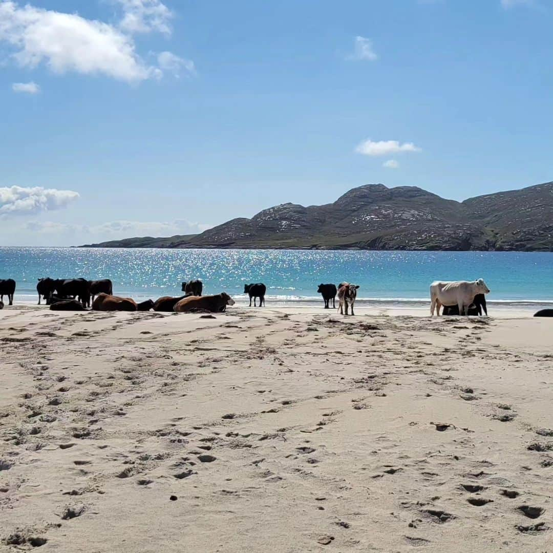 ゾーイ・クラークさんのインスタグラム写真 - (ゾーイ・クラークInstagram)「Sunshine and beaches...and I never even left Scotland! 🌞🏖 Had a lovely time island hopping through Outer Hebradies. Feeling refreshed after my time away.  #barra #vatersay #southuist #northuist #harris #lewis #outerhebrides #scotland #sunshine #beaches #beautifullandscape #peaceful #happy」8月4日 22時23分 - zoey.f.clark