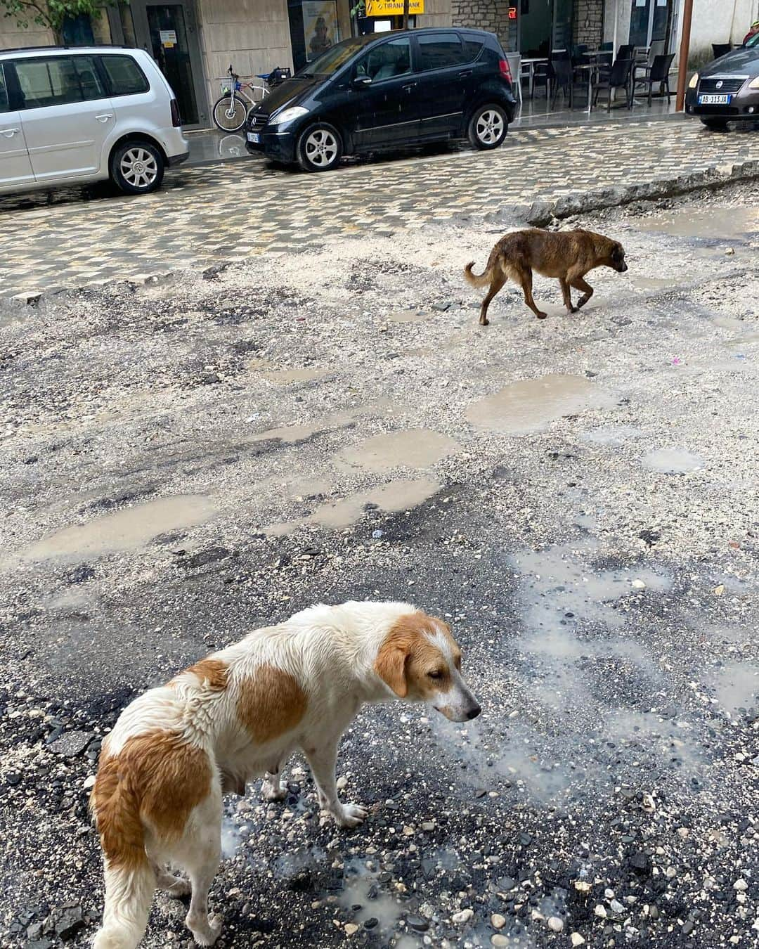 植村麻由さんのインスタグラム写真 - (植村麻由Instagram)「バルカンひとり旅4日目 この日は国境を越えての移動の日。 バスを乗り継ぎ、マケドニアからお隣の国アルバニアまで。 オフリドからアルバニアの首都ティラナを経由して向かったのはベラトという世界遺産の街。 今思い出しても胃がちょっとだけキリキリするほどハプニングが重なった日でもあり、 人の優しさにいちばん触れた日でもあるこの日。 詳細は省きますが(書くのめんどいだけ)、 1時間くらい一緒に両替所を探し回ってくれたおじさん(結局名前も職業もなぞのまま)と、 同じ宿に泊まっていたドイツ人カップルのロビンとミリヤムのおかげで無事この日を乗り切ることができたのでした。 宿の共有スペースで飲み放題のアルバニア産ワインとラキ(激つよ蒸留酒)で乾杯し、ふたりと眺めの良いレストランでディナーをお供して、ひとり旅ではなかなか頼めないたくさんの種類のローカルご飯をエンジョイできたのでオールオッケー！ 翌日のがっつり観光は次のポストで📝」8月4日 22時23分 - oeufmayu