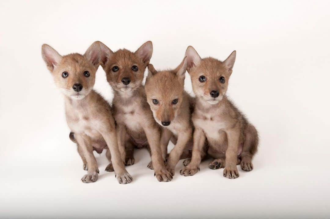 Joel Sartoreさんのインスタグラム写真 - (Joel SartoreInstagram)「When they’re born, coyote puppies are blind and limp-eared. It isn’t until they are around 10 days old that their eyes open and their ears begin to stand erect like an adult’s. Pups like these @newildliferehab won’t finish growing until they are between 9 and 12 months old, at which point males will venture off on their own, while females will remain with their parents and form the basis of the pack.  #coyote #puppies #pups #cute #babies #pack #mammal #animal #wildlife #animalphotography #wildlifephotography #studioportrait #familyportrait #PhotoArk @insidenatgeo」8月4日 23時43分 - joelsartore
