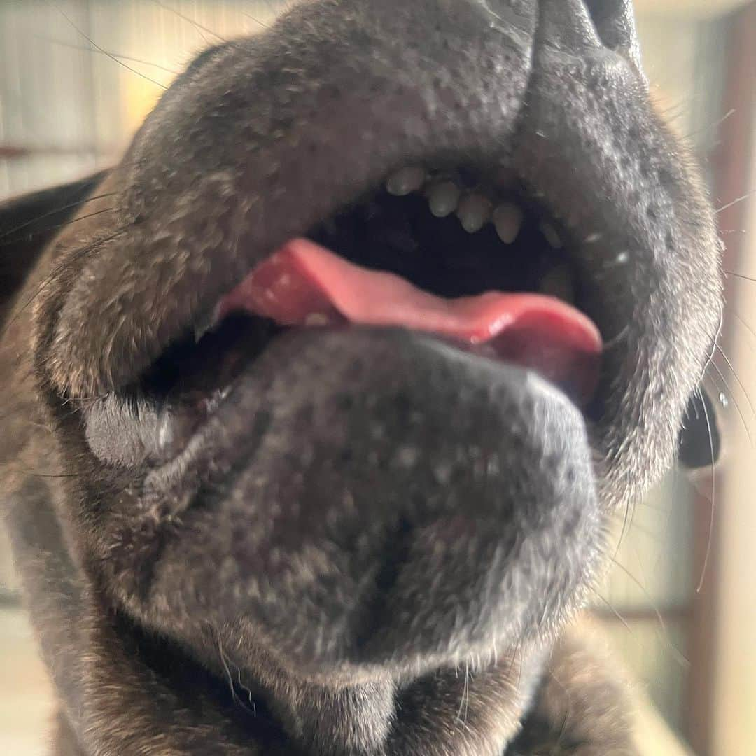 glorianotoさんのインスタグラム写真 - (glorianotoInstagram)「Hi. I love my dog more than most things - and she’s the only thing that makes me think we aren’t living in a simulation. #miopupperoni」8月4日 23時56分 - glorianoto