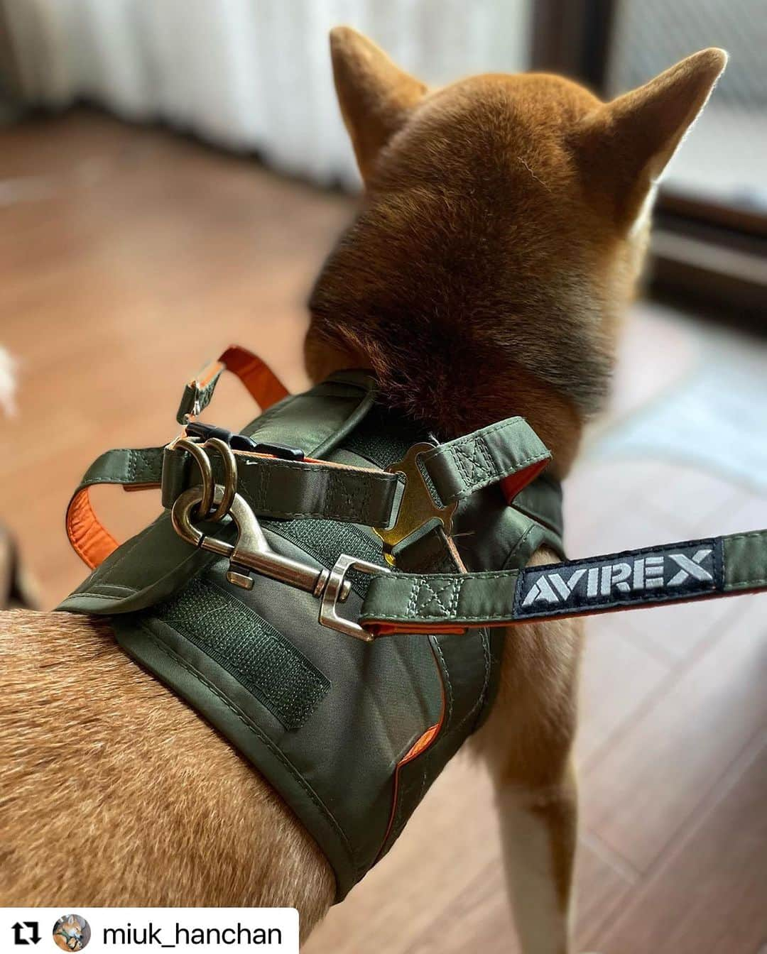 Caluluさんのインスタグラム写真 - (CaluluInstagram)「AVIREXのMA-1ハーネスとリードを使ってくださいました🐾  はんぺんくんのウインク笑顔がかわいく、今回のわんだふるフォトコンテストでオシャレ賞に選ばせて頂きました🎁  AVIREXがお似合いですね！カッコいい〜🕶✨  素敵なお写真を沢山ありがとうございました🐶  #Repost @miuk_hanchan with @use.repost ・・・ はんぺんです！ #カルルドッグウェア さんの #わんだふるフォトコンテスト で頂いた、オシャレ賞のハーネス＆リードを写真でご紹介です‼️‼️  AVIREXと言えばメンズ服の中でも有名なアメリカブランド❗️このMA-1がハーネス＆リードで新発売です‼️  飼い主さんと同じブランドを着て、散歩に出掛けましょう‼️気分はトム・クルーズです😆  size展開はハーネスS.M.L.2Lの4展開。体重を目安にするのではなく、胴回りを最重要に選んで下さい柴犬君だと、9kgの子でも胴回りは意外と2L基準の45-50cmは満たせないと思います‼️（豆柴ちゃんなら大丈夫ですね）  内側はメッシュで外側はMA-1ジャケットそのままの生地で、しっかり身体を包み込むウェアハーネスタイプで、着脱がしやすくも、高級感と存在感に驚きます‼️  別売りのMA-1リードはS.M.Lの3展開。こちらは体重を目安に選ぶのが良さそうですね‼️  さぁ、はんぺんの姿が気に入った方も、AVIREXが気になる方もショップに飛んで見てみよう  Mission:Impossible！！！！！  #カルル　#カルルドッグウェア #カルルわんこの会 #わんだふるフォトコンテスト #しば #しばいぬ #しばすたぐらむ #しばすたぐらむ🐕 #しばいぬ部 #しばけん #しばけん大好き #しばいぬのいる生活 #しばいぬマニア #しばいぬ🐕 #シバタロウ公式 #シバ #シバイヌ #シバフル #シバシバ倶楽部 #シバスタグラム #柴犬 #柴 #柴柴 #柴柴日常 #柴犬のいる暮らし #柴犬部 #柴柴好可愛 #柴犬ライフ #柴犬🐕」8月5日 10時53分 - calulu_dogwear