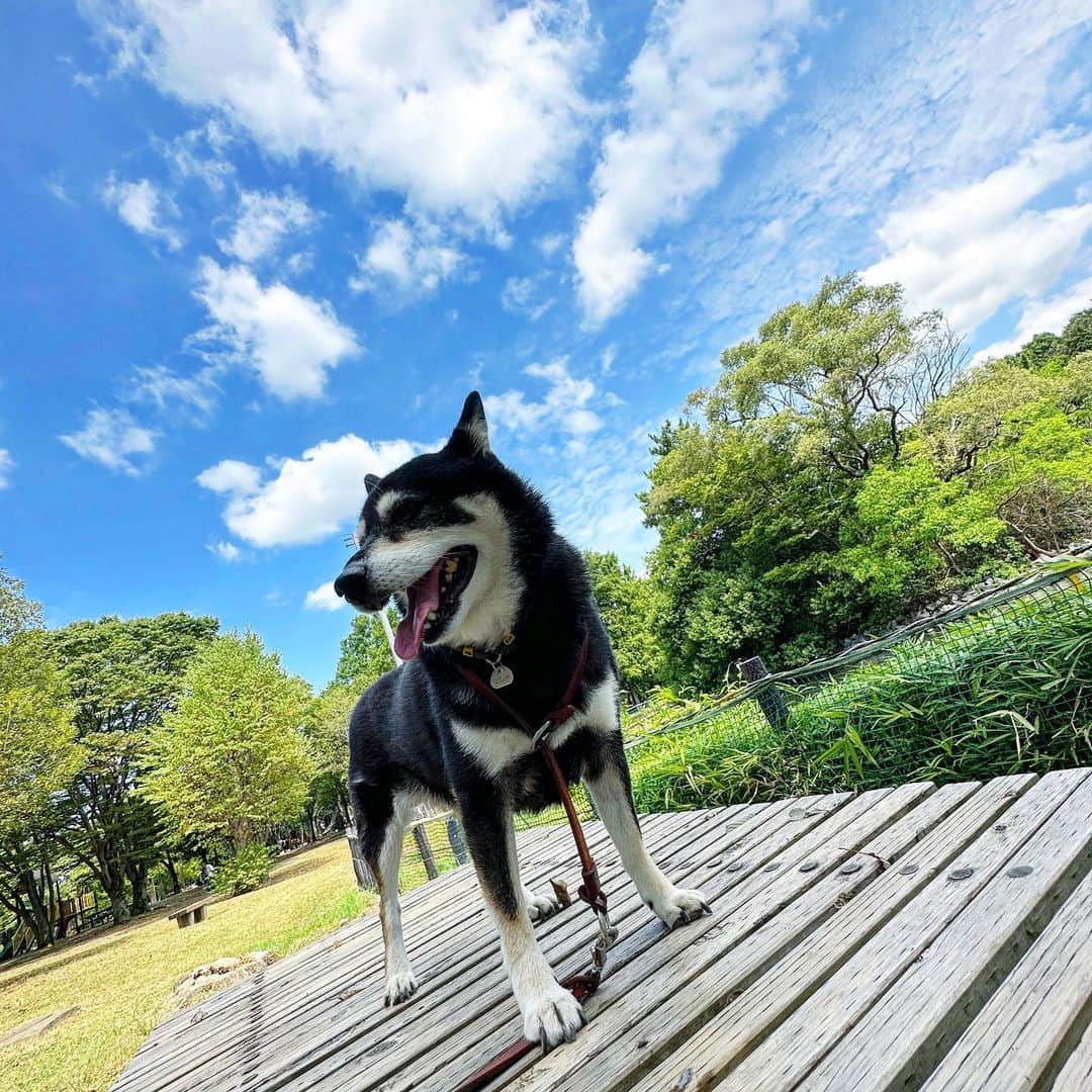 vo_coのインスタグラム：「🐾 THE 夏空 ＊ 子供の頃はそんなに田舎に住んでる自覚なかったけどたまに実家帰ってくるとやはり郊外感すごいなw ＊ #shibastagram #instashiba #shiba #shibainu #黒柴 #柴犬」