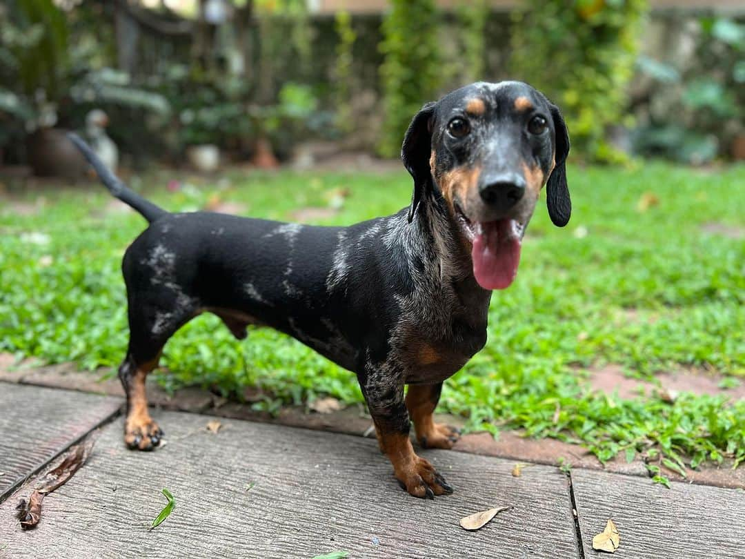 Hoykong&Plamuekさんのインスタグラム写真 - (Hoykong&PlamuekInstagram)「Good morning  #คั่วกลิ้งไส้กรอก #dachshundsofinstagram #kgdoxie #kuaglingdoxie」8月5日 11時33分 - hoykongplamuek