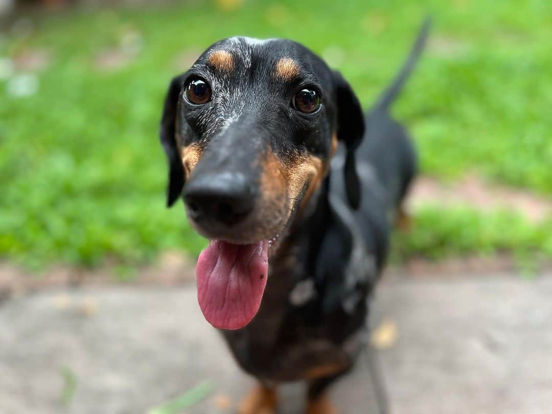 Hoykong&Plamuekのインスタグラム：「Good morning  #คั่วกลิ้งไส้กรอก #dachshundsofinstagram #kgdoxie #kuaglingdoxie」