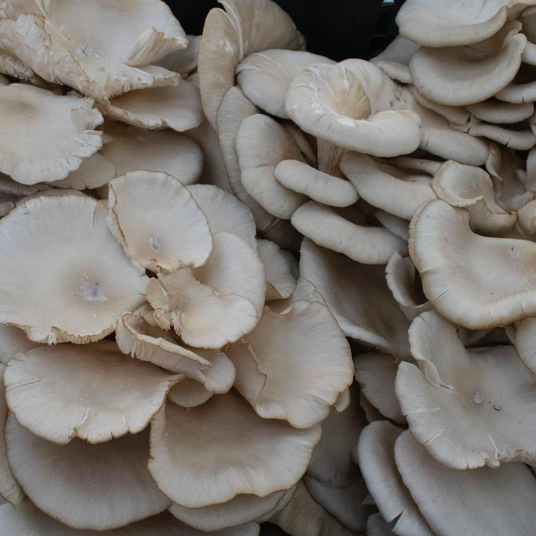 ウィズ・カリファさんのインスタグラム写真 - (ウィズ・カリファInstagram)「🍄OYSTER🍄  ✨Grow on and around trees ✨Have a softly sweet, toasty taste ✨Come in a variety of colors, from gray to pink to yellow  ✨Packed with nutrients like protein, fiber, and antioxidants」8月5日 2時39分 - mistercap